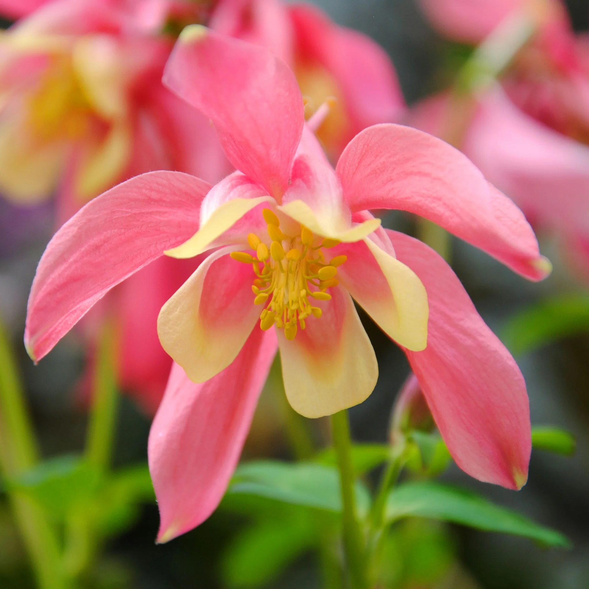 Aquilegia earlybird  Red/Yellow 9cm - Image 2