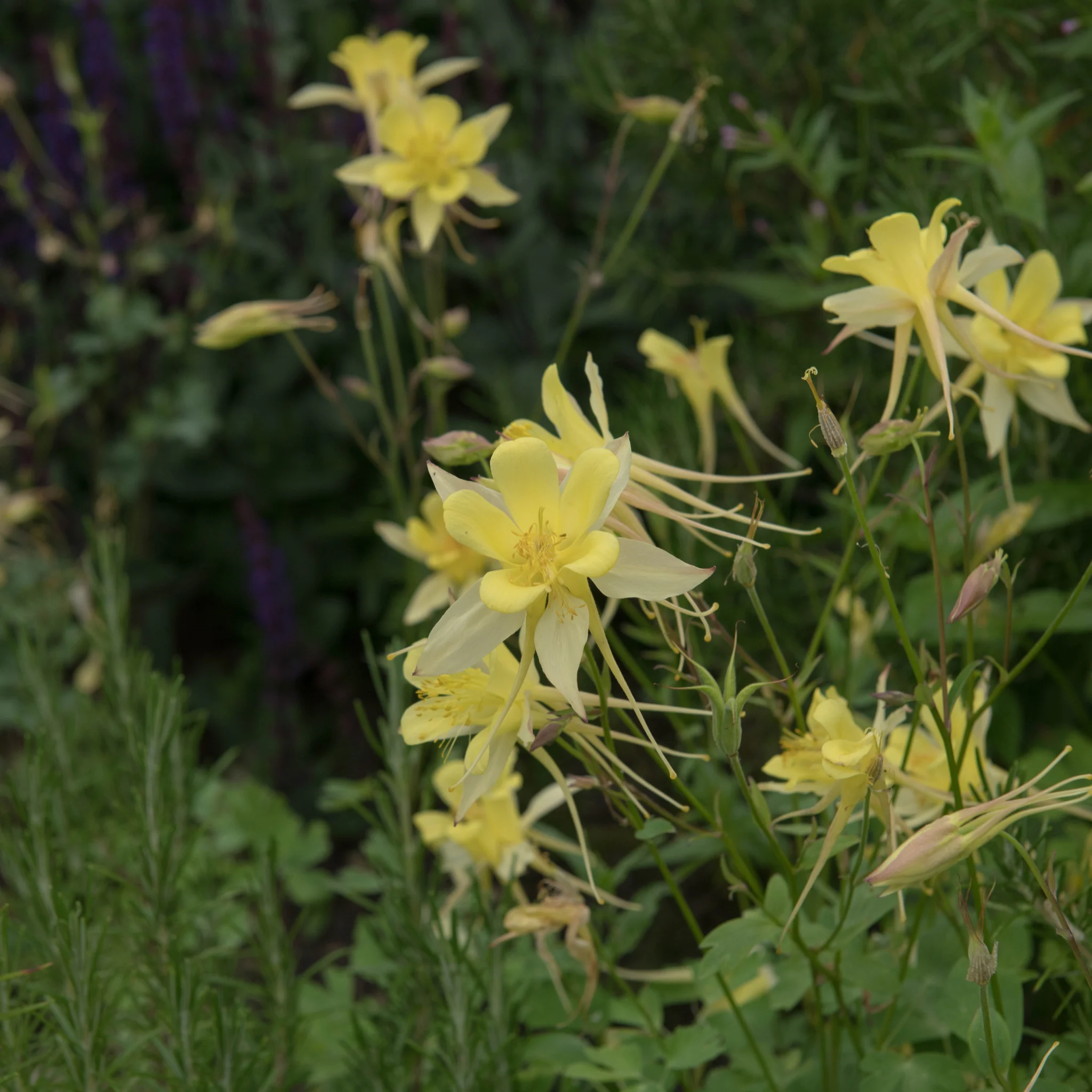 Aquilegia 'Yellow Star' 1L - Image 3