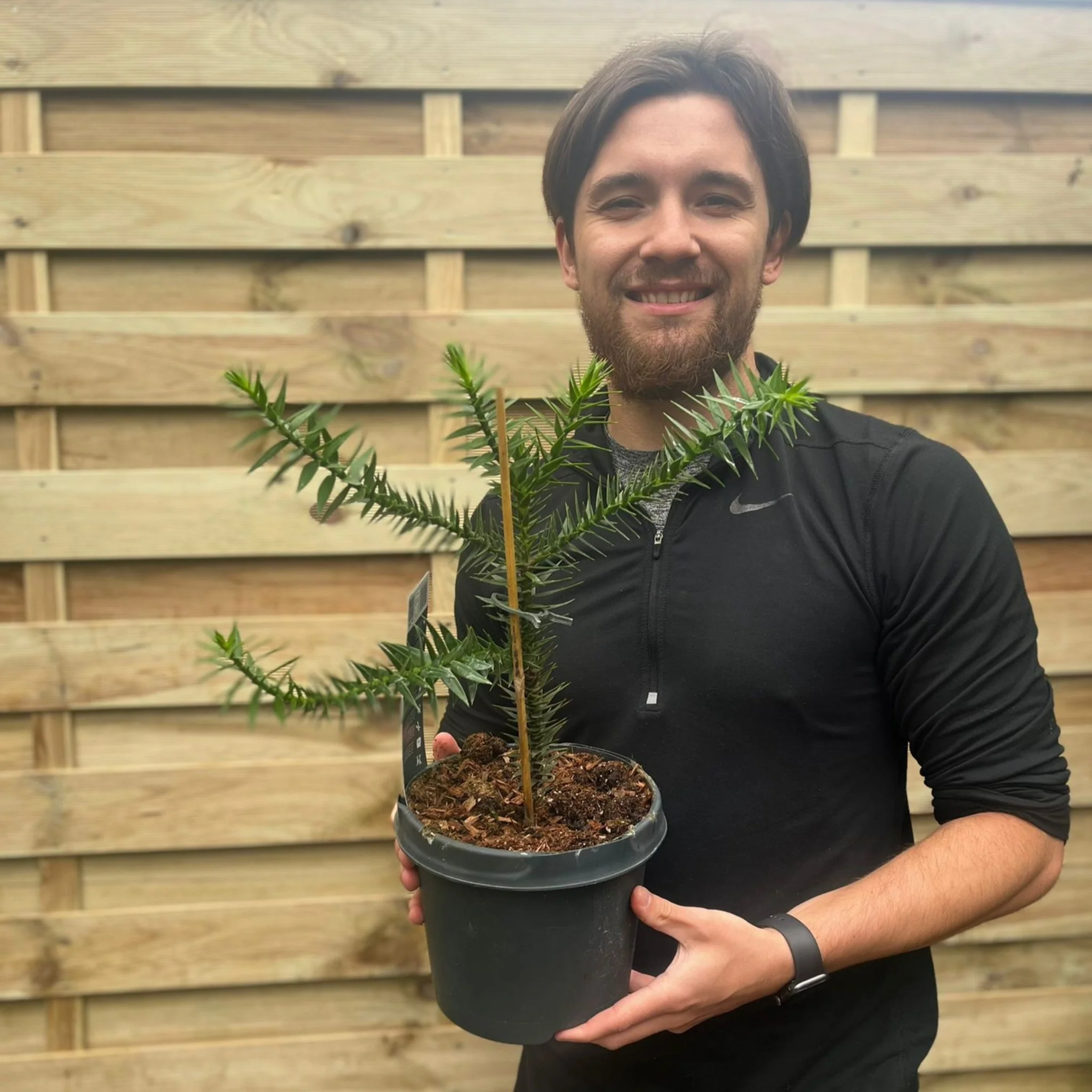 Araucaria Araucana | Monkey Puzzle Tree - Image 2