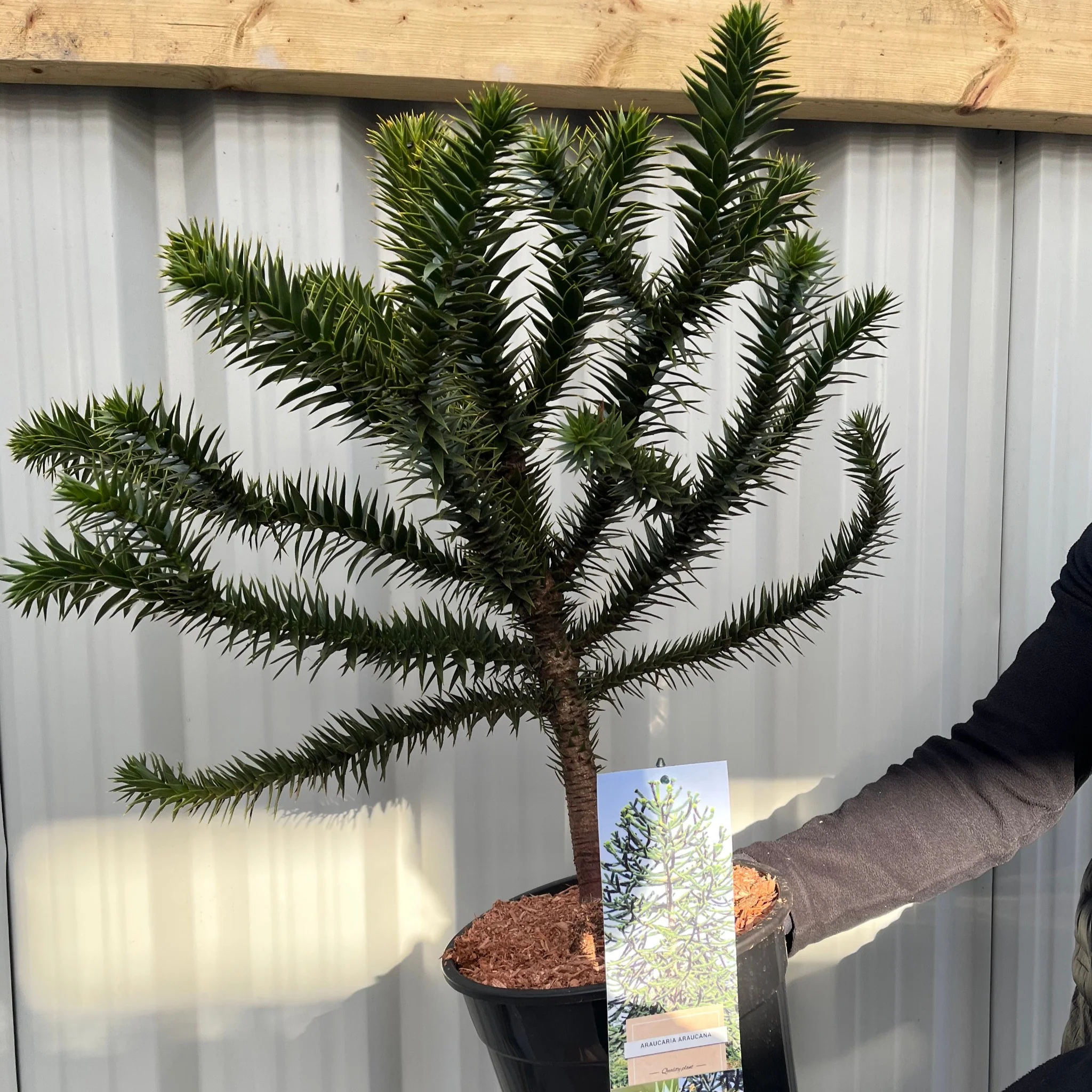 Araucaria Araucana | Monkey Puzzle Tree - Image 7