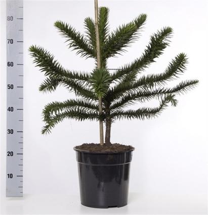 Araucaria Araucana Monkey Puzzle Tree  | Large Tree | 10L Pot | Height including pot 90cm - Image 3