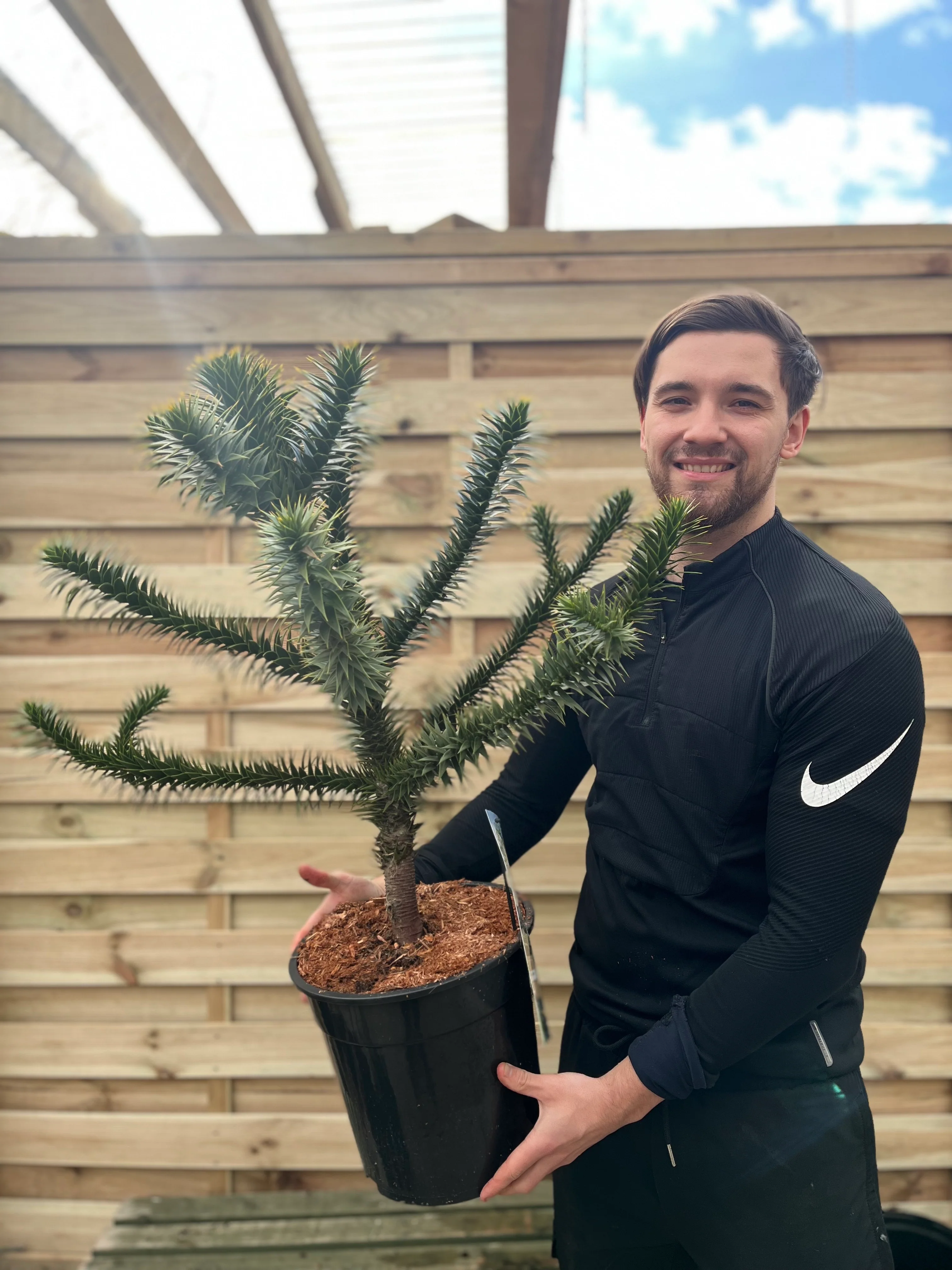 Araucaria Araucana Monkey Puzzle Tree  | Large Tree | 10L Pot | Height including pot 90cm - Image 5