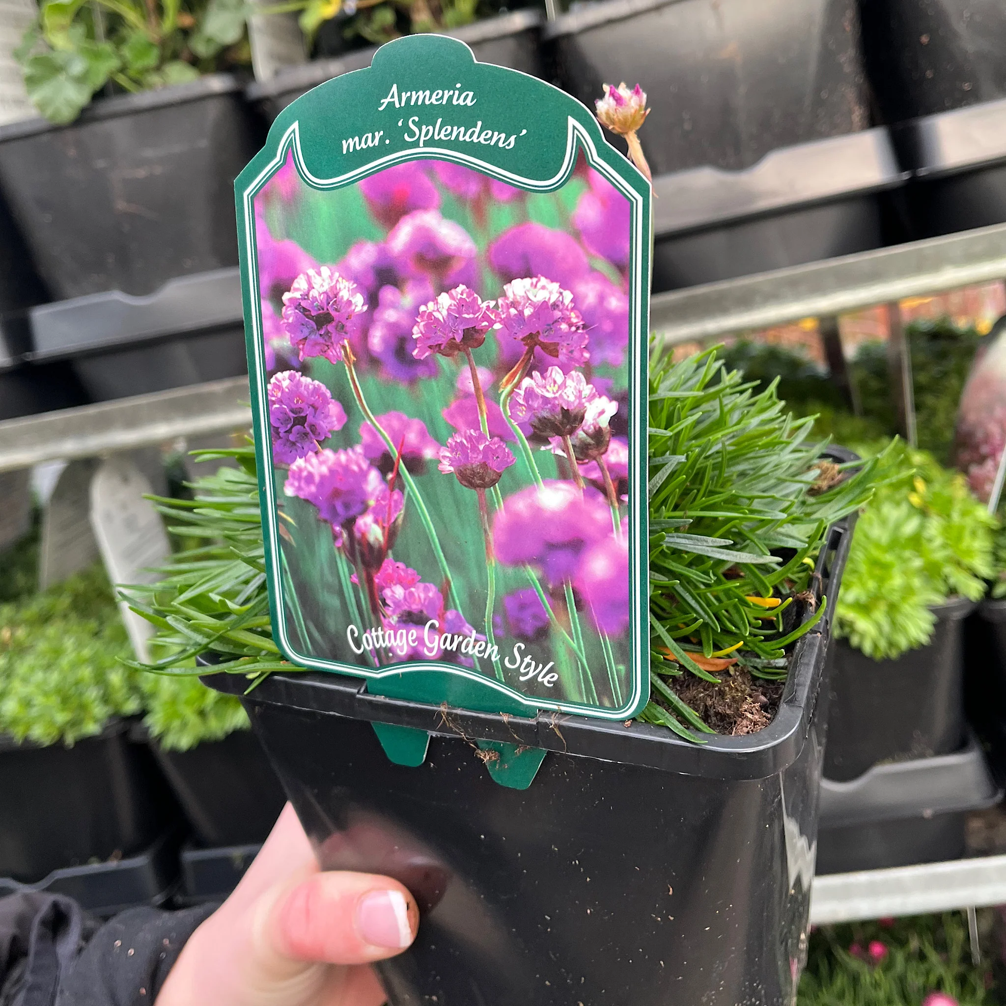 Armeria maritima Splendens Sea Pinks 2L - Image 3
