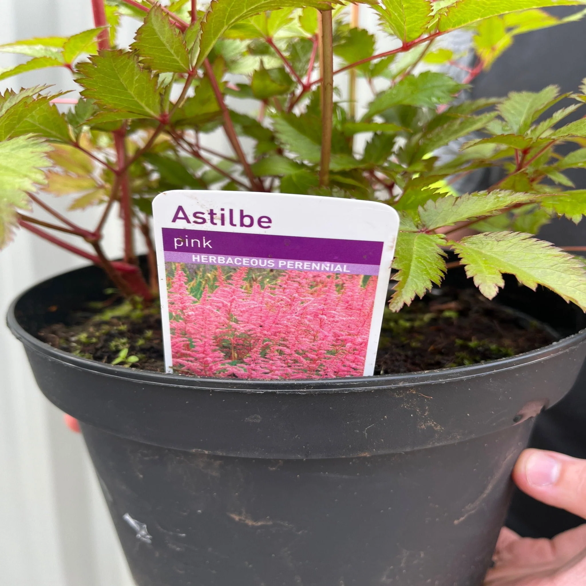 Astilbe Pink 2L - Image 4