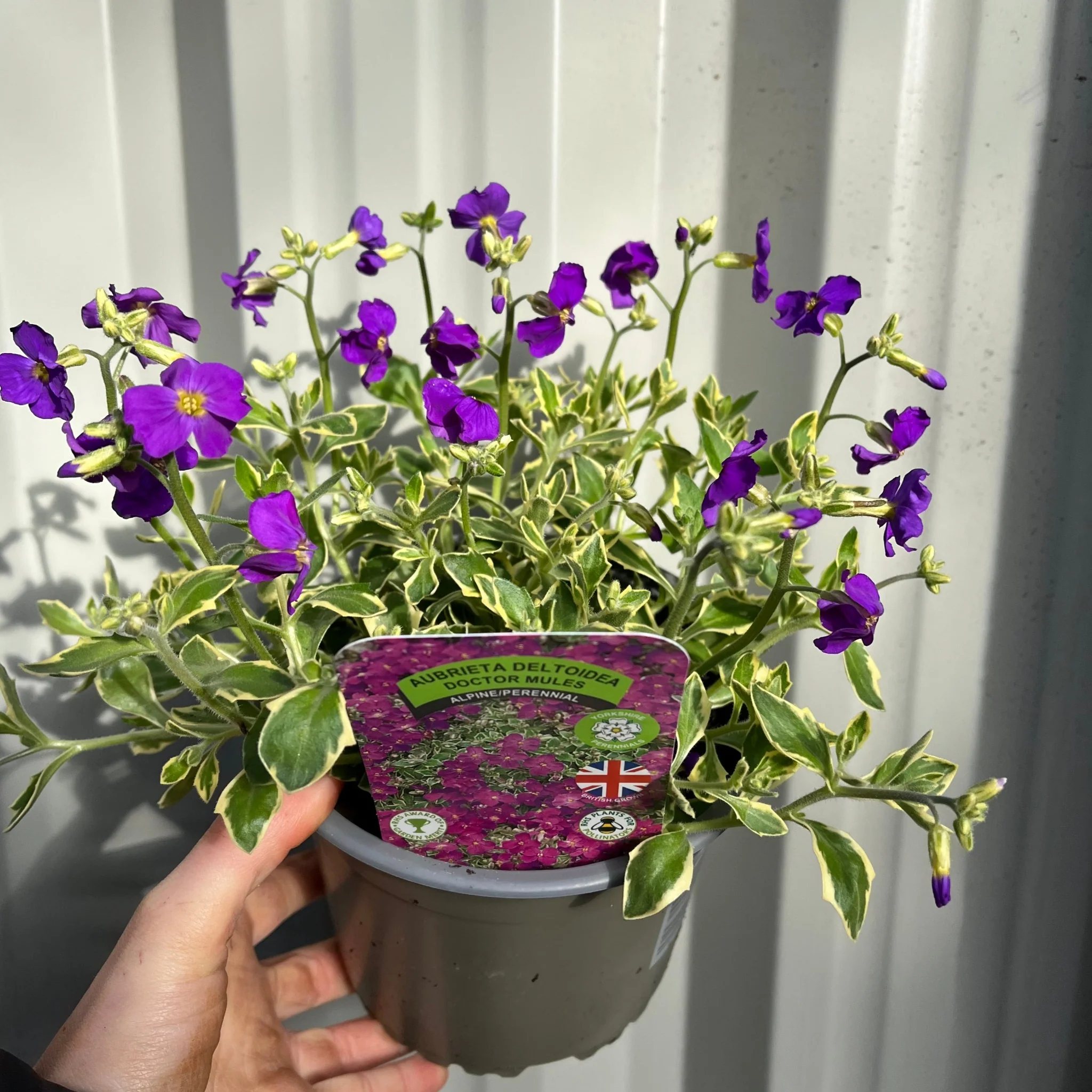 Aubretia deltoidea 'Doctor Mules' 1.5L - Image 3