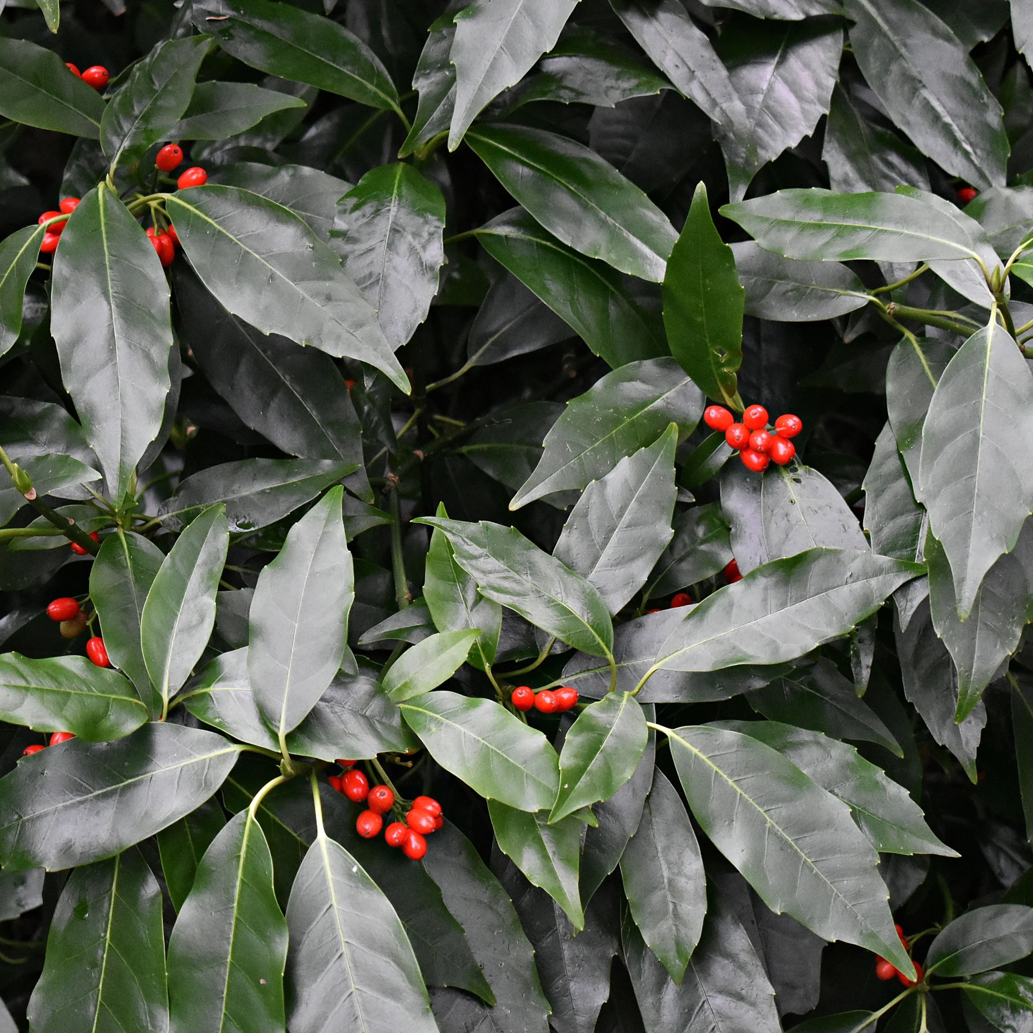 Aucuba japonica 'Rozannie' 9cm / 2L