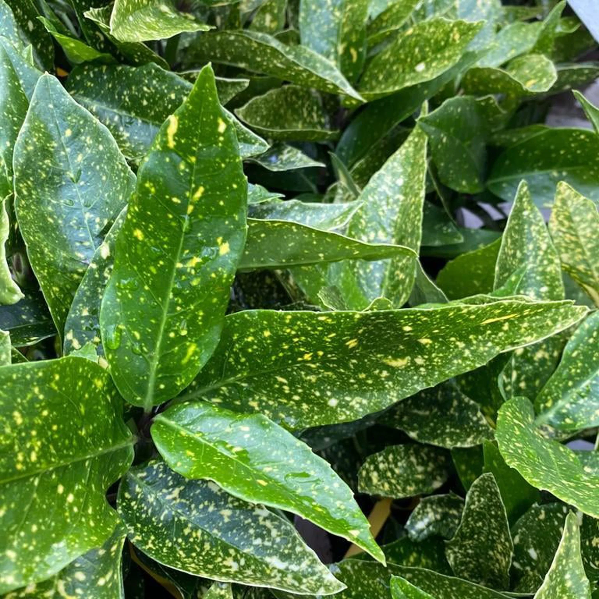 Aucuba japonica (Spotted Laurel) 1.5L (Multibuy Offers Available) - Image 5