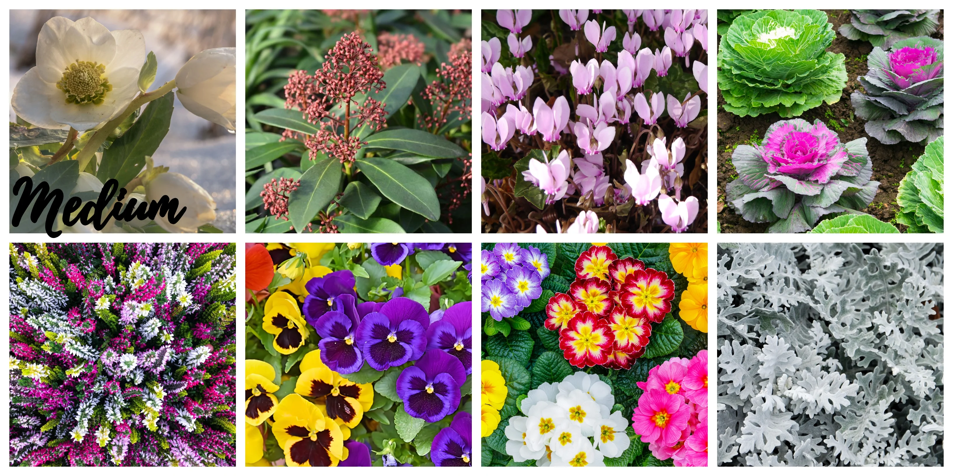 Autumn & Winter Flowering Mix - Image 2