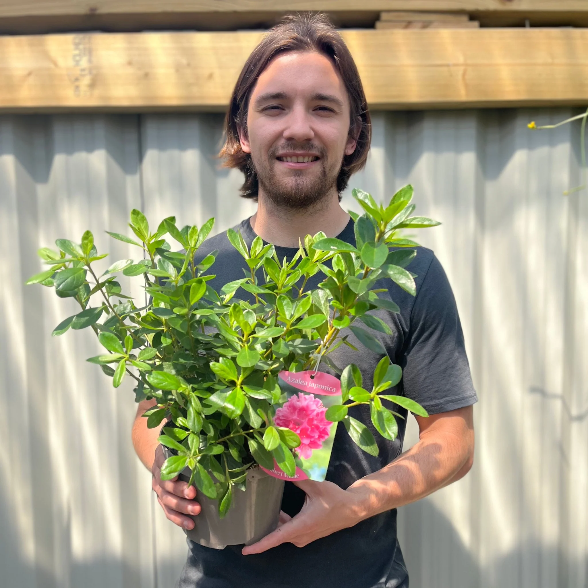 Azalea 'Gilbert Mullie' 2L - Image 2