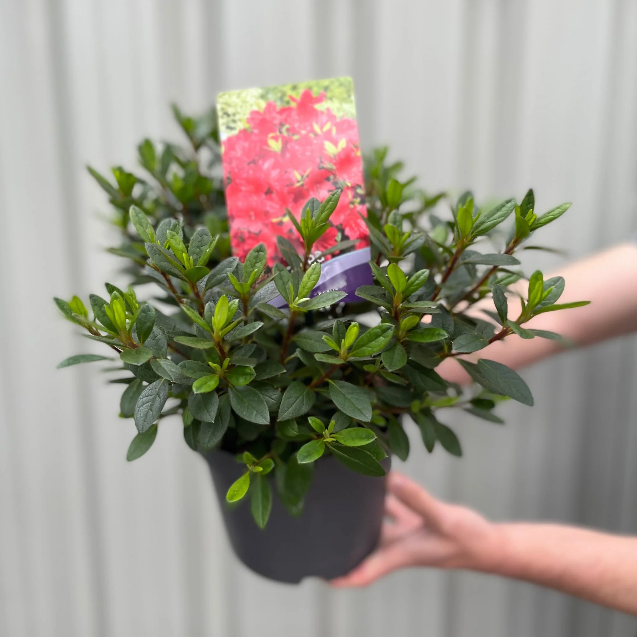 Azalea 'Arabesk' - Image 2