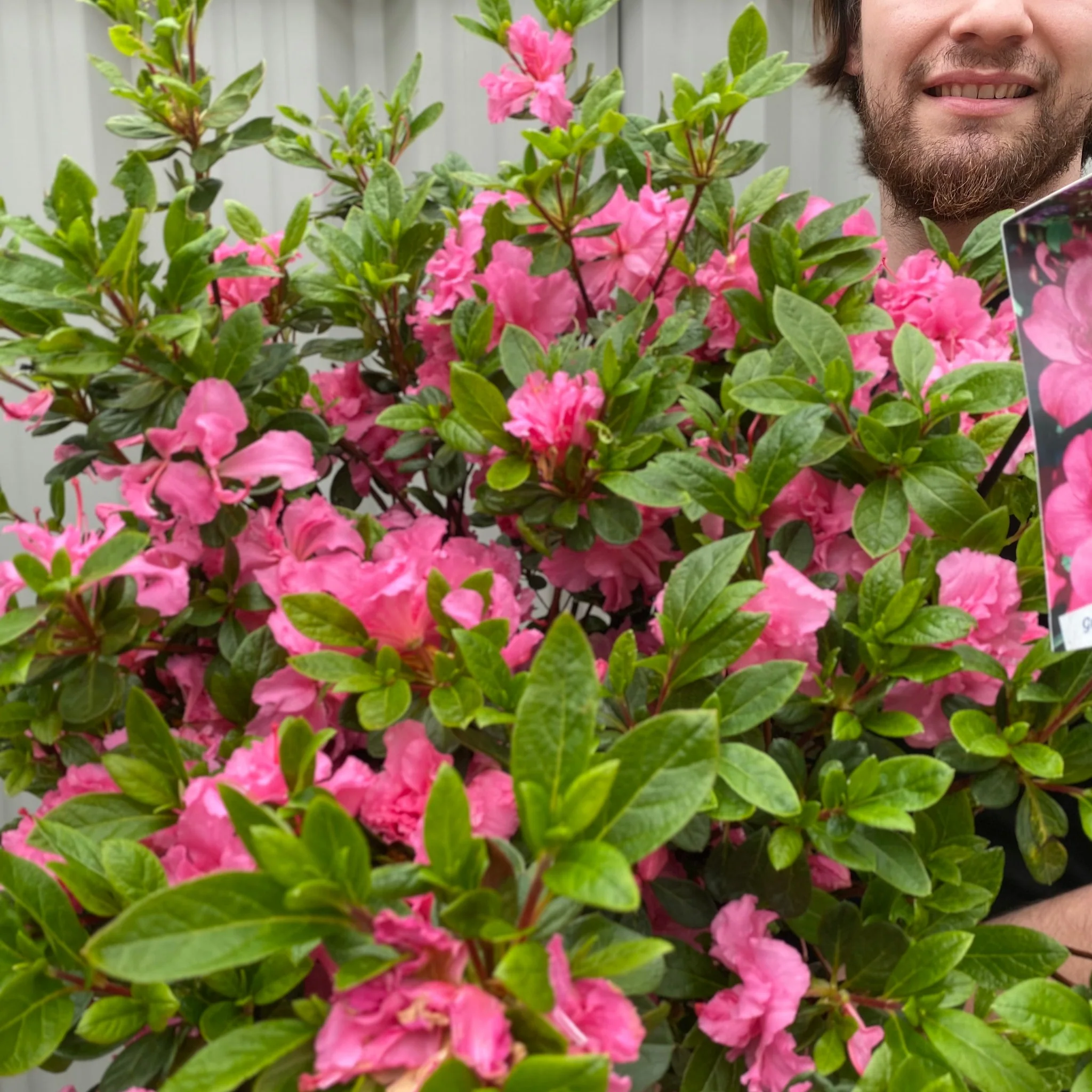 Azalea 'Conny' 1.5L/2L/10L - Image 2