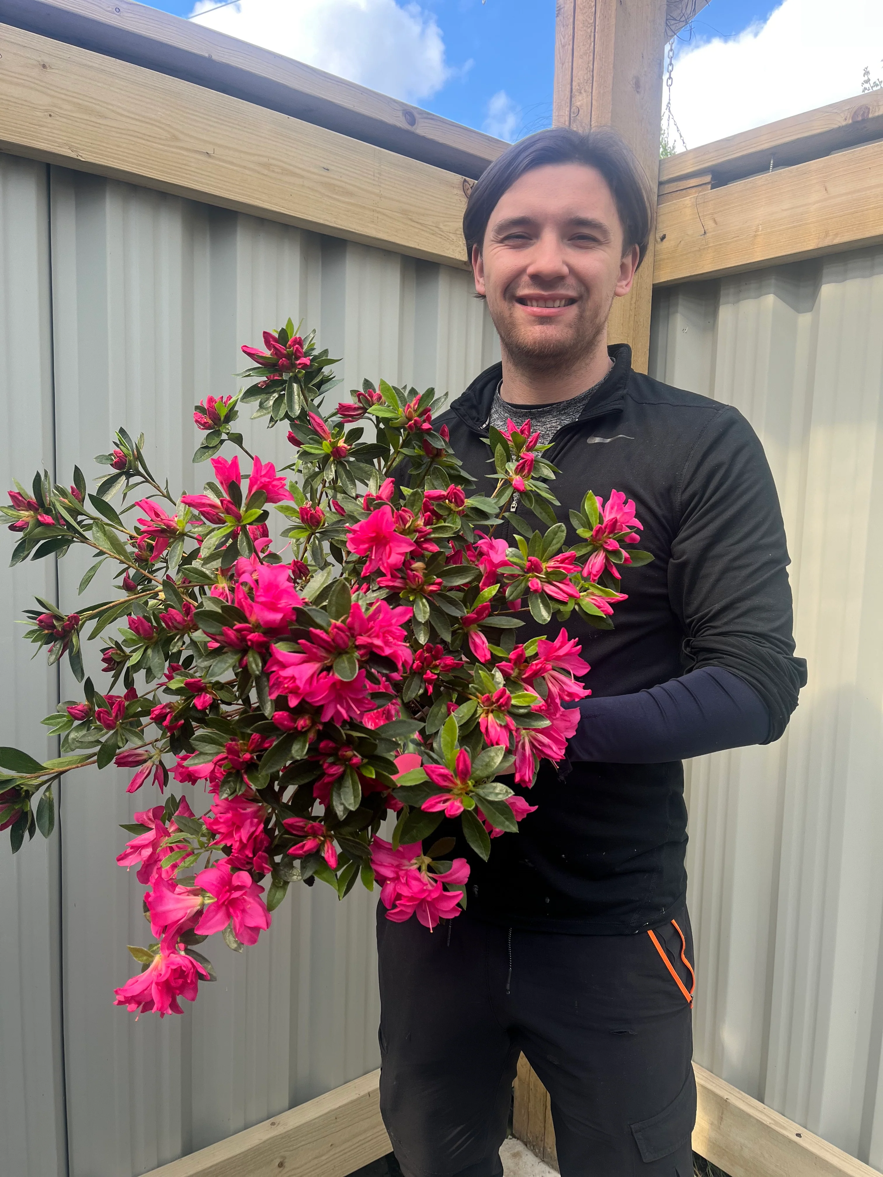 Azalea japonica 'Rosa' 2L - Image 2