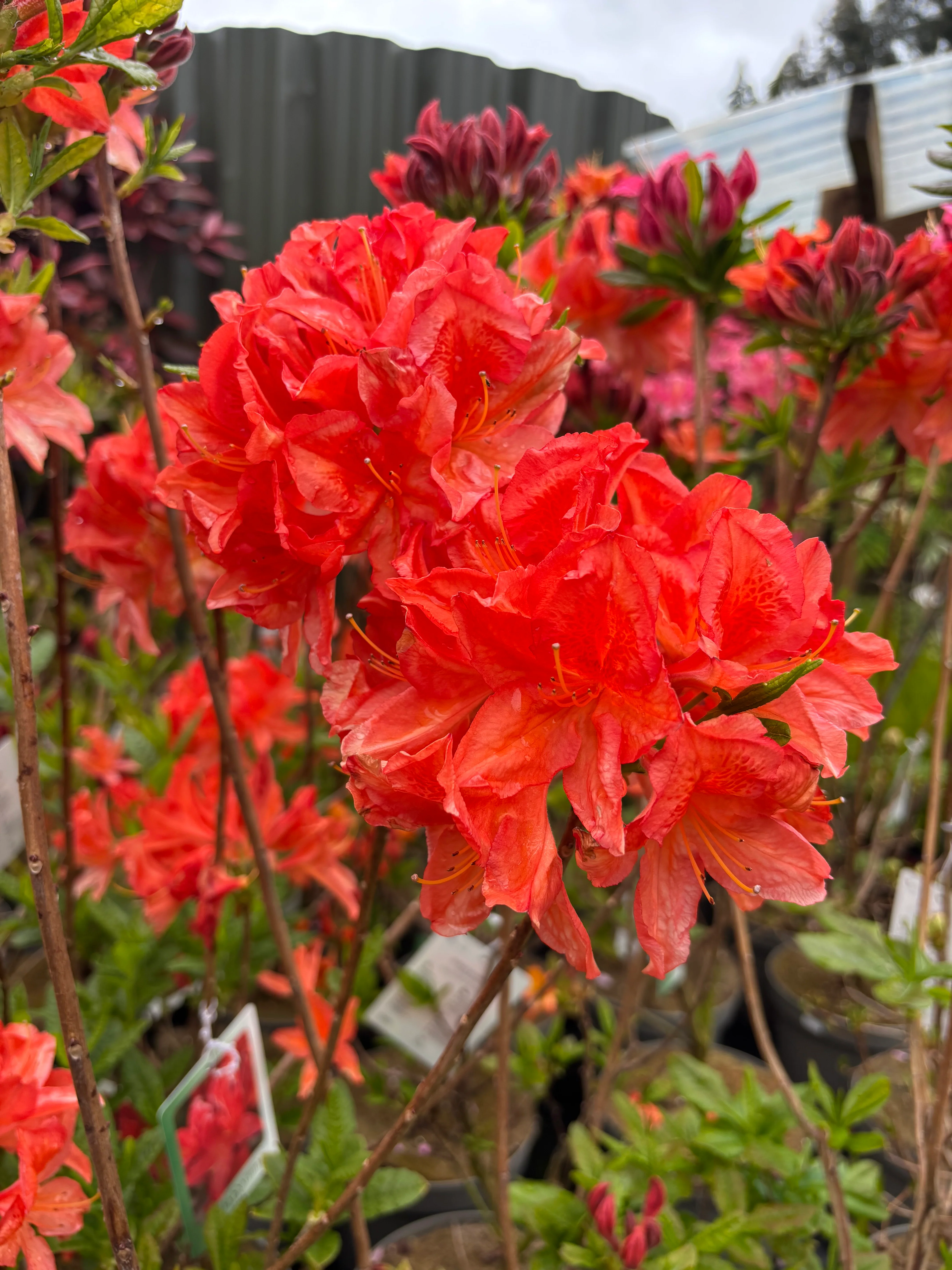 Azalea knaphill 'Satan' 5L (80-90cm inc. pot) - Image 3