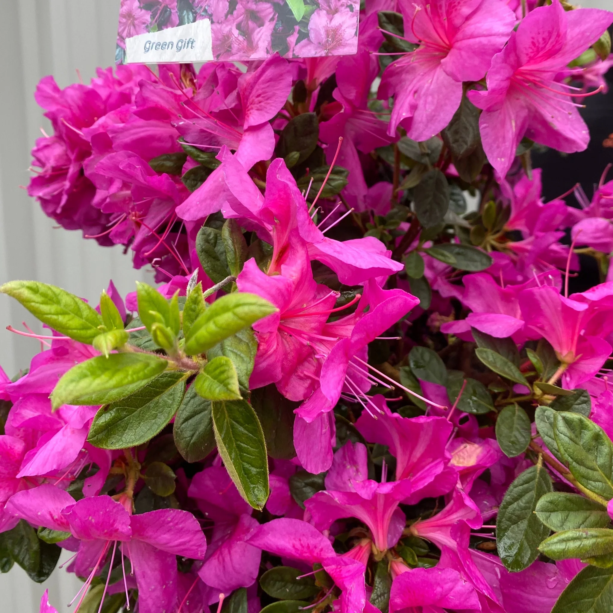 Azalea 'Koningstein' 10L - Image 2