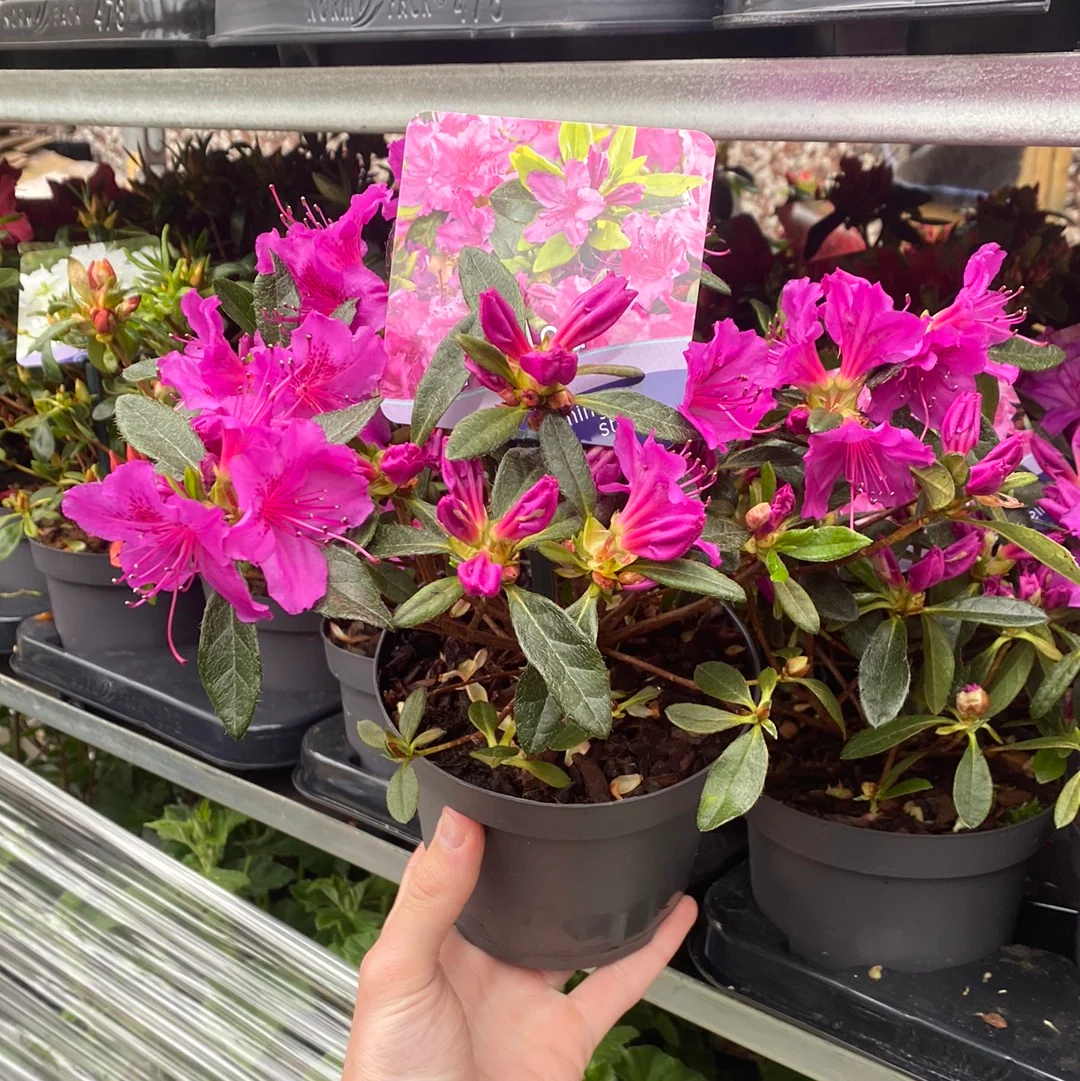 Azalea 'Koningstein' 1.5L - Image 4