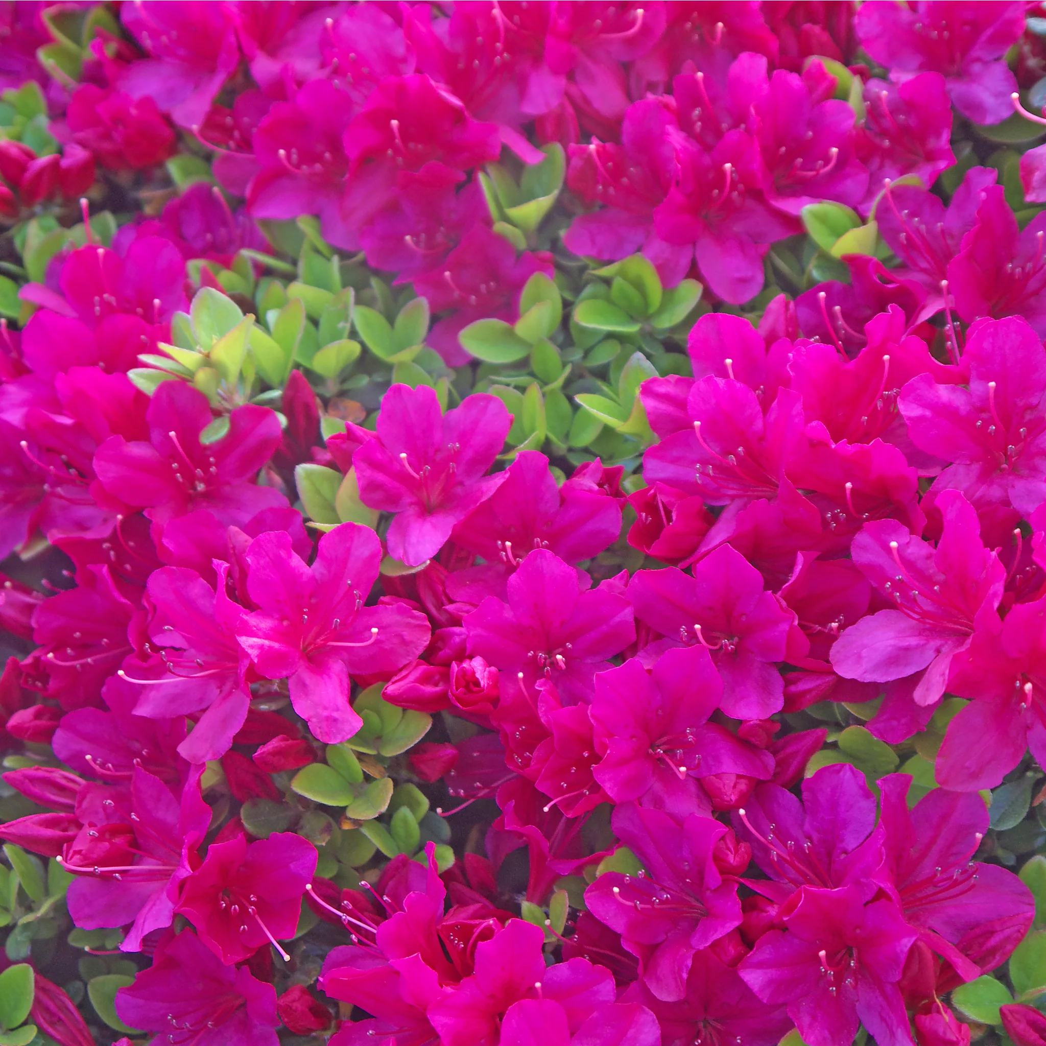 Azalea 'Toreador' 2L - Image 2