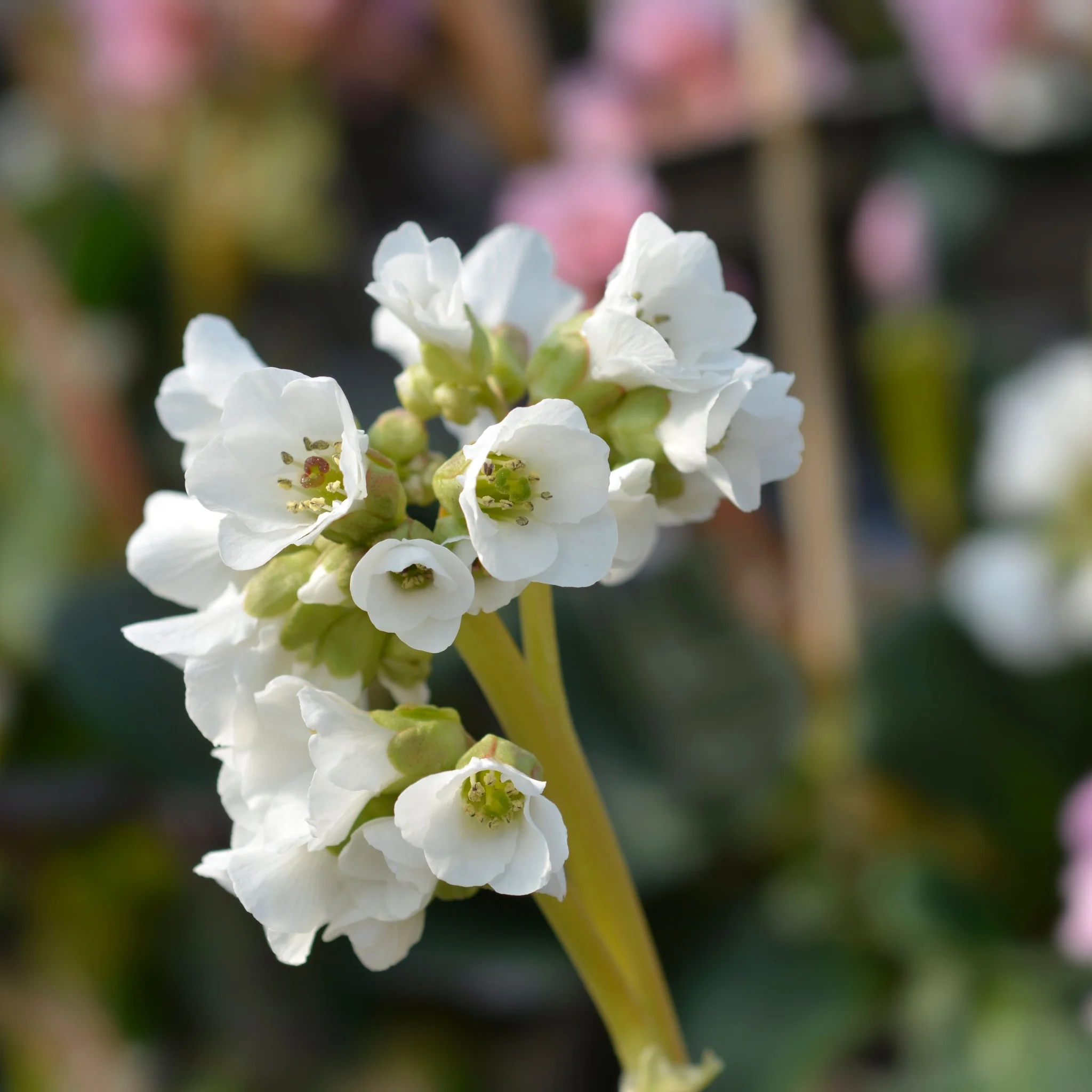 Bergenia Bressingham White 2L - Image 2