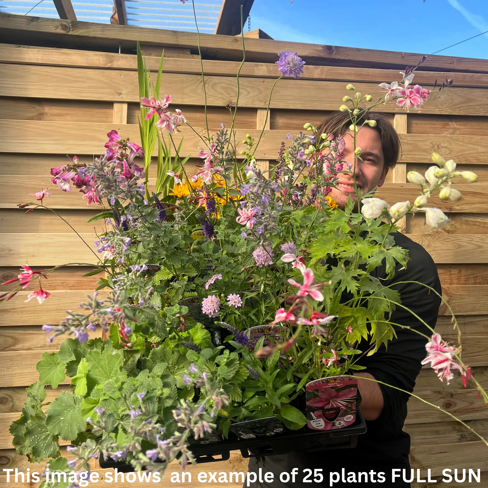Special offer Perennial Mix - Image 2