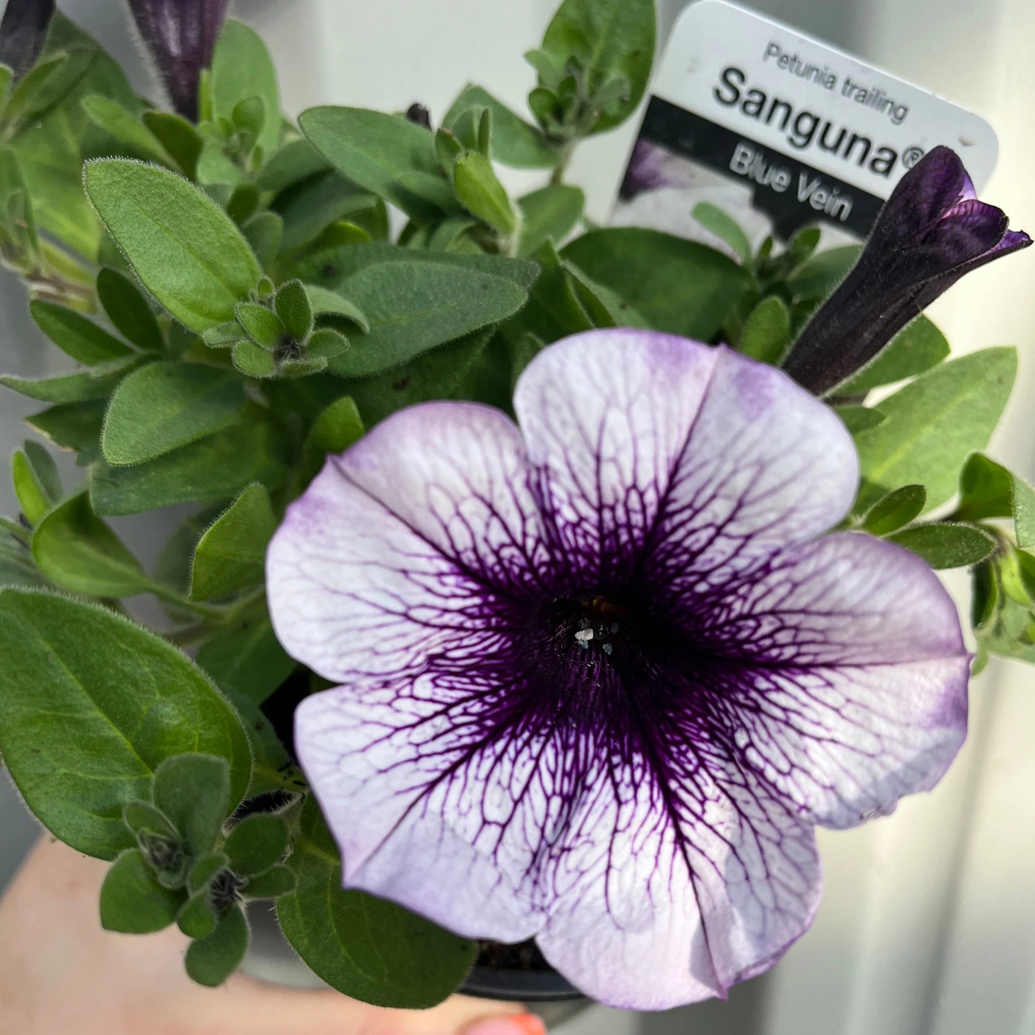 Blue Vein Trailing Petunia 'Surfinia' (9cm Pot) - Image 3