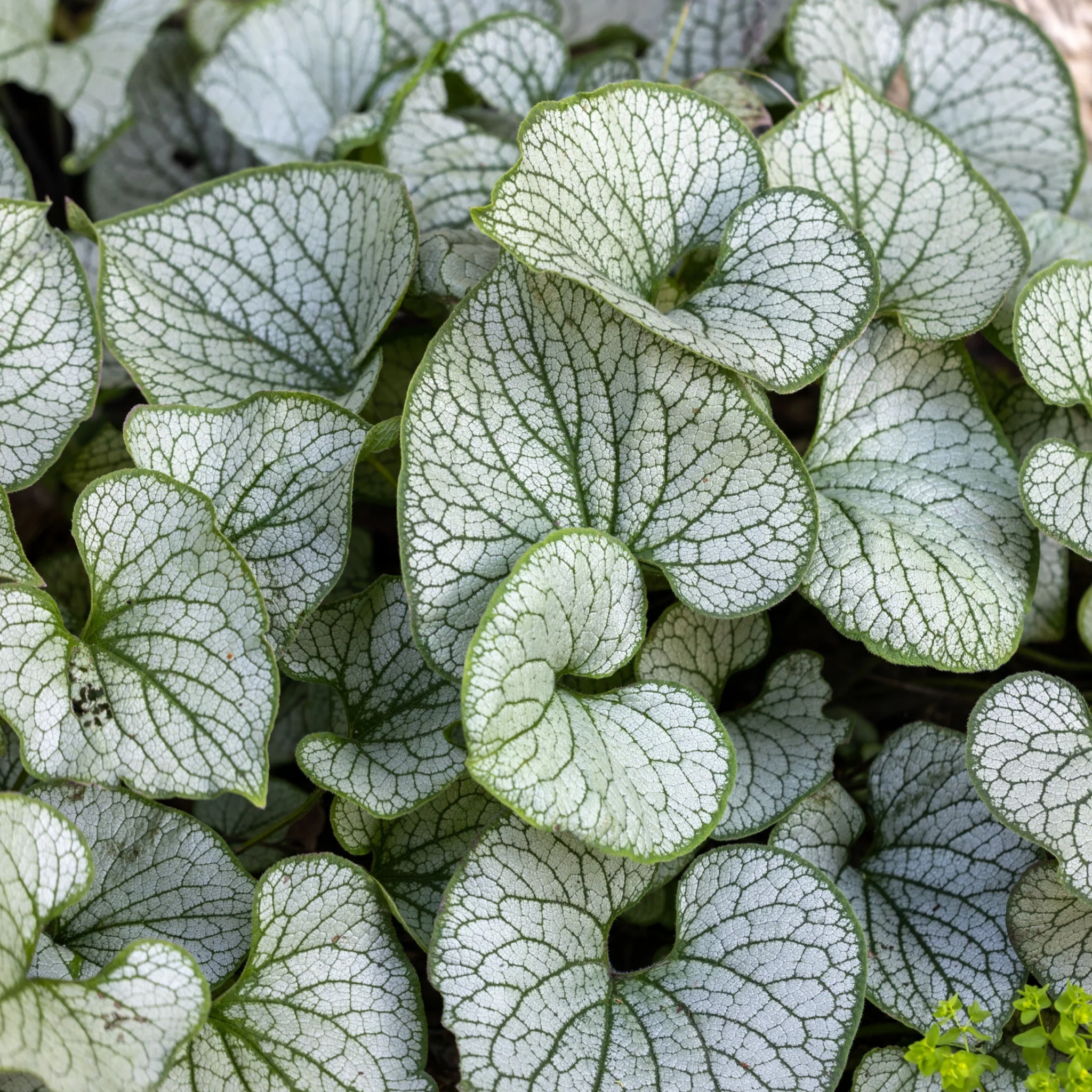 Brunnera 'Jack's Frost 9cm - Image 2