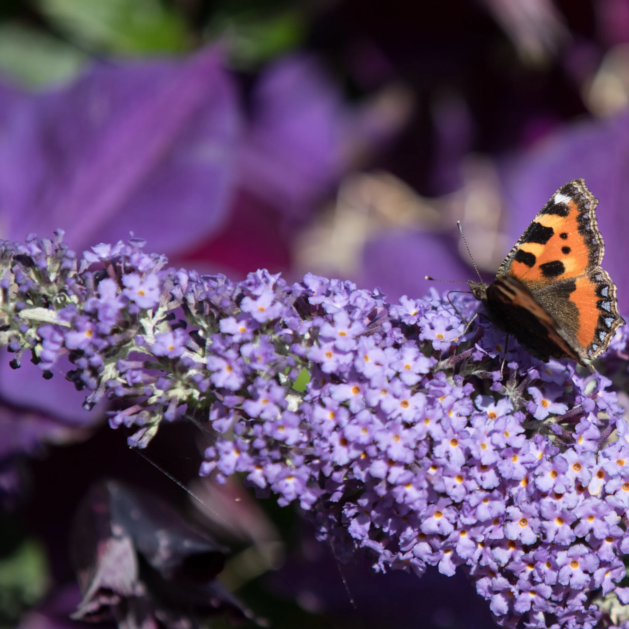 Buddleja Butterfly Candy 'Lila Sweatheart' 9cm/1L/2L/3L - Image 2