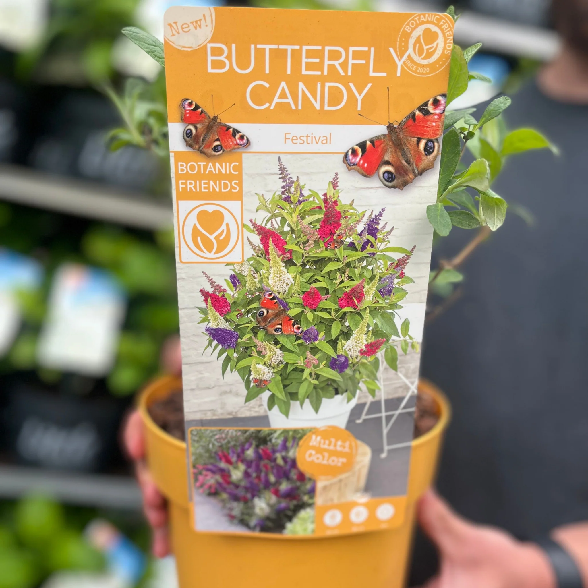 Buddleja 'Festival' Candy Mix 3L - Image 2