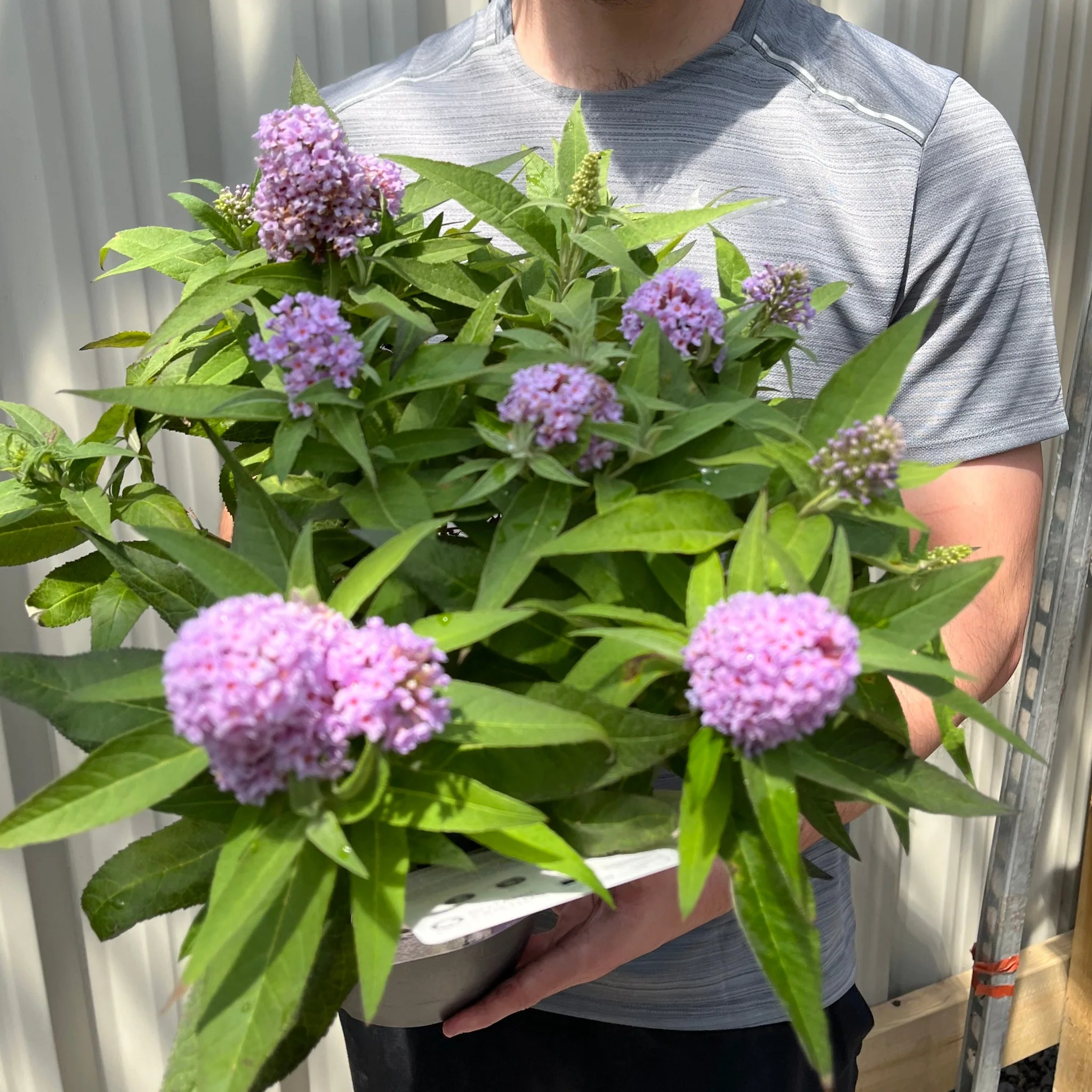 Buddleja 'Butterfly Candy Little Lila' 9cm/1L/3L - Image 3