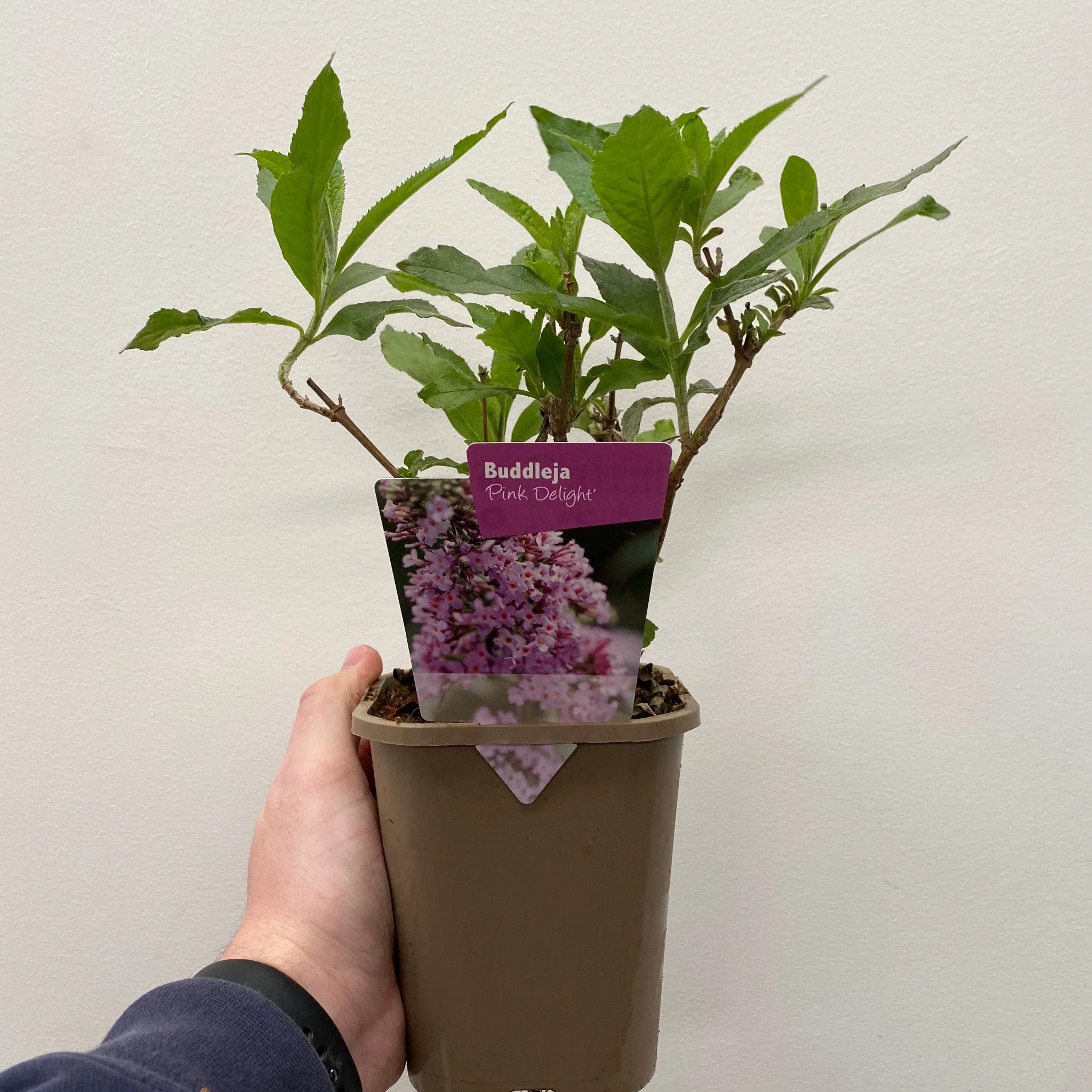 Buddleja davidii 'Pink Delight' 9cm/1L - Image 4