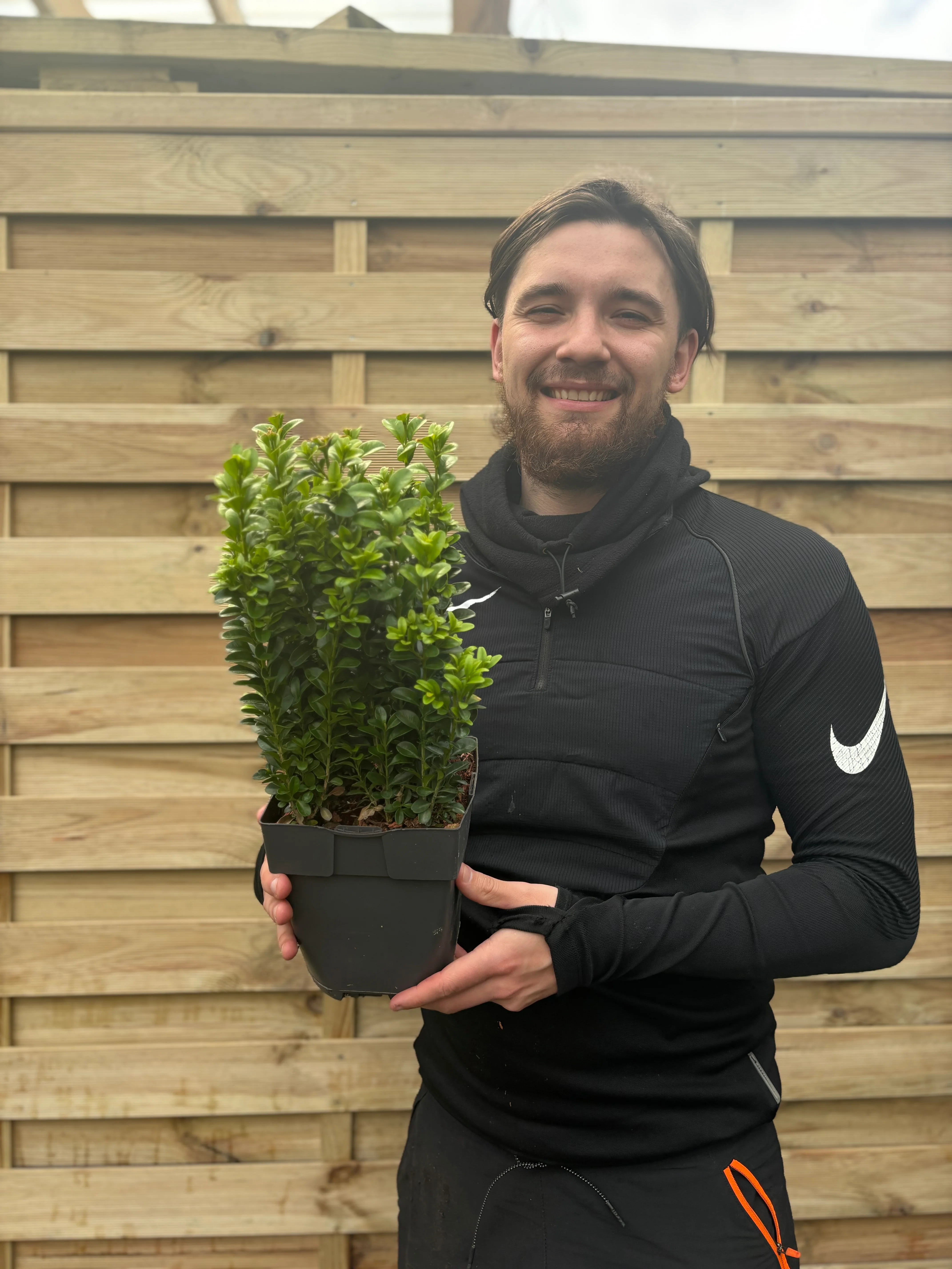 Buxus Hedging (Multibuy Offers Available) - Image 2