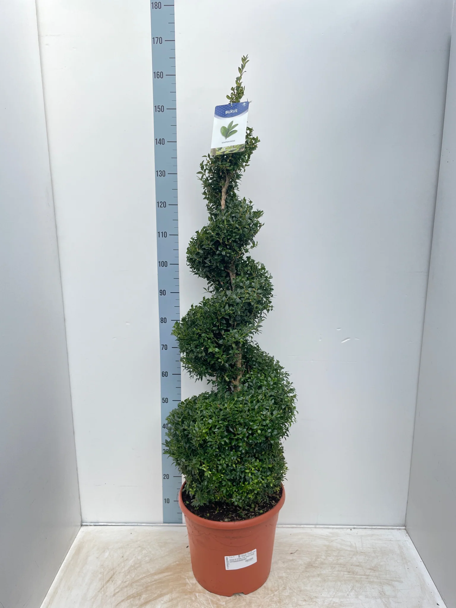 Buxus Spiral | Buxus sempervirens Topiary | Box Spiral - Image 5