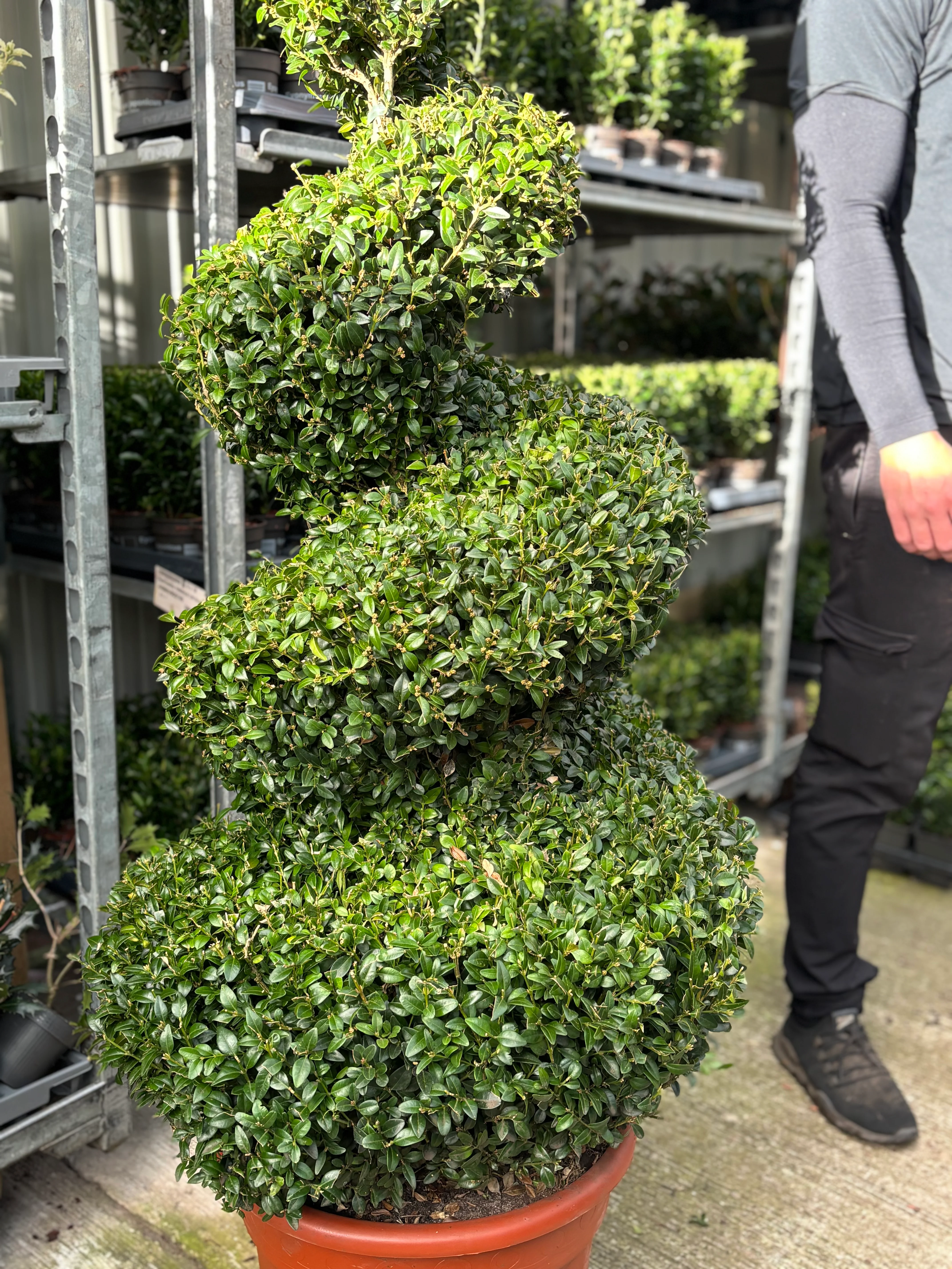 Buxus Spiral | Buxus sempervirens Topiary | Box Spiral - Image 7