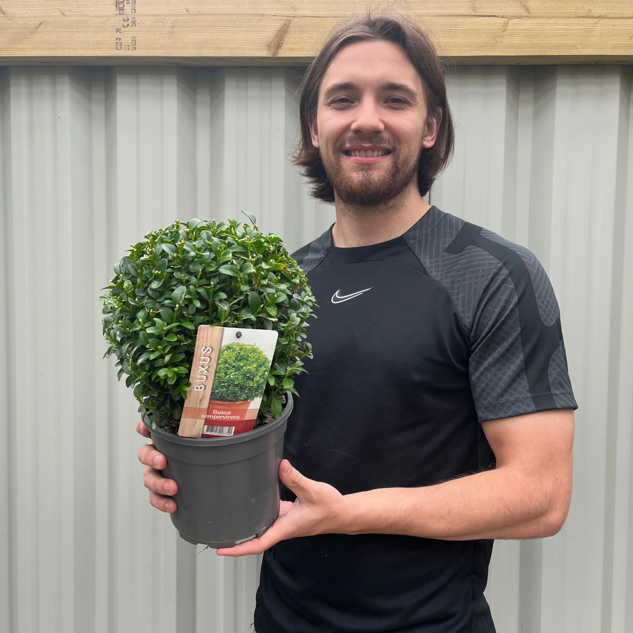 Buxus/Topiary Ball (Buxus sempervirens) - Image 3