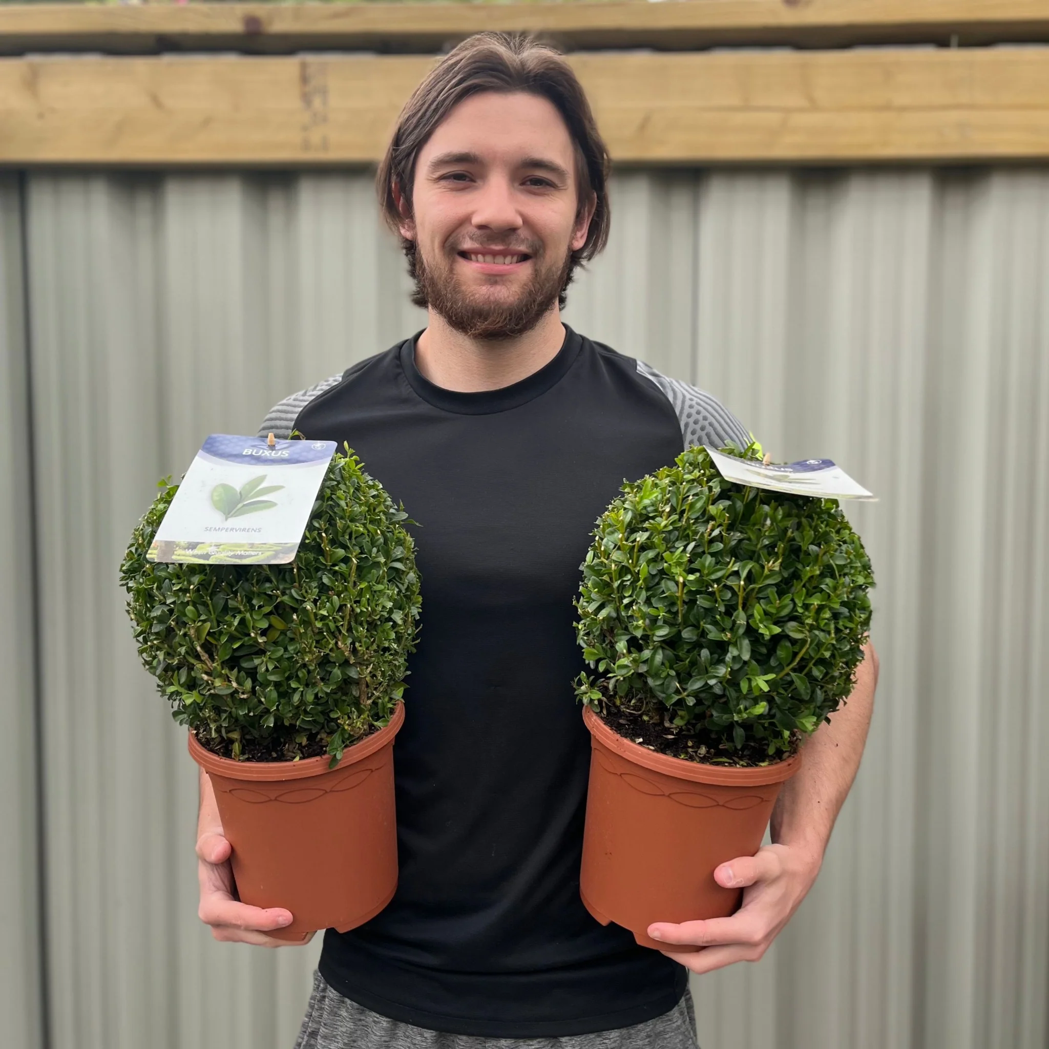 Buxus/Topiary Ball (Buxus sempervirens) - Image 4
