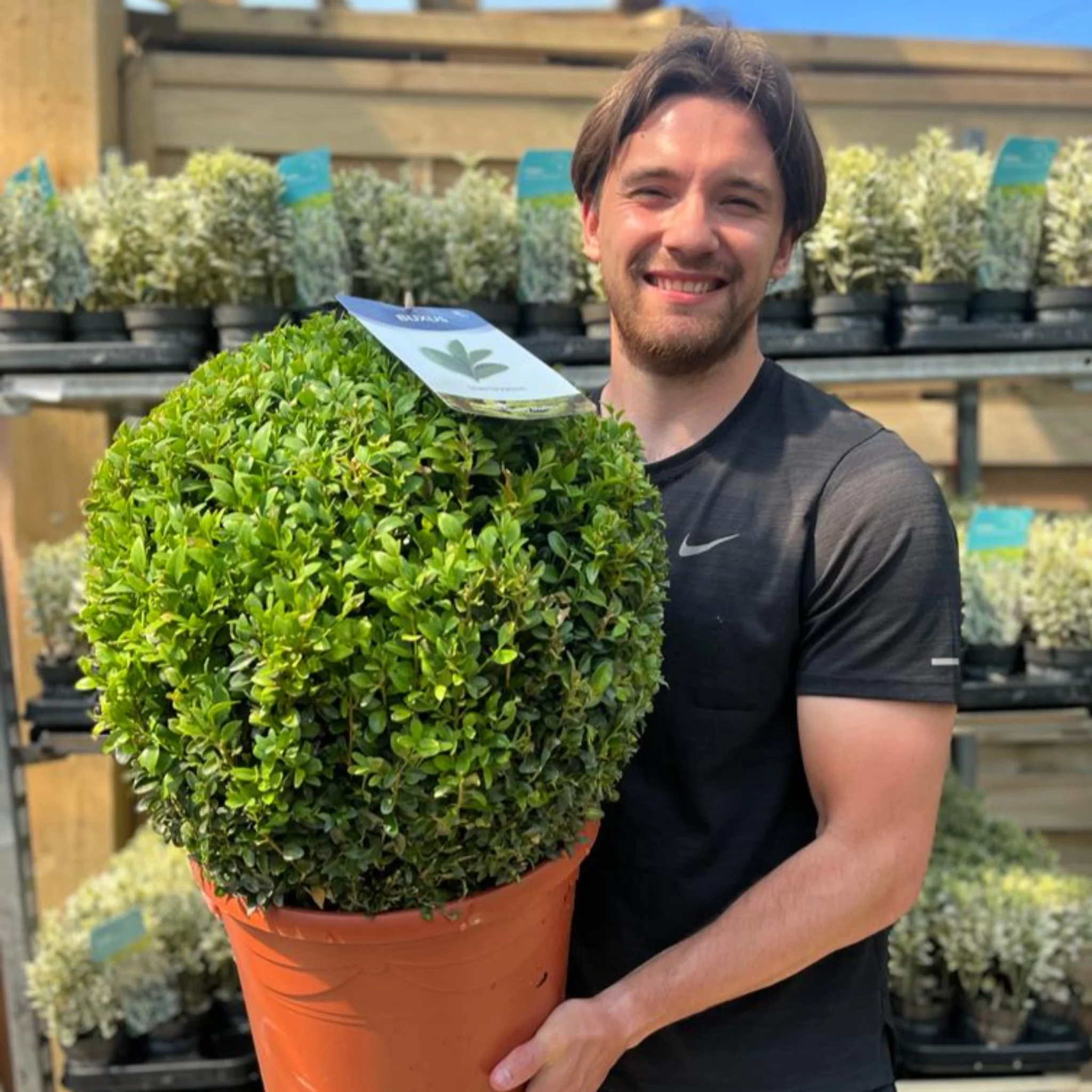 Buxus/Topiary Ball (Buxus sempervirens) - Image 6