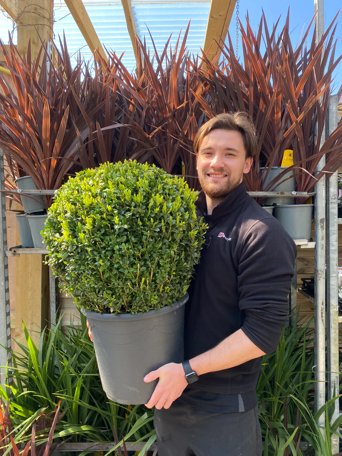 Buxus/Topiary Ball (Buxus sempervirens) - Image 8