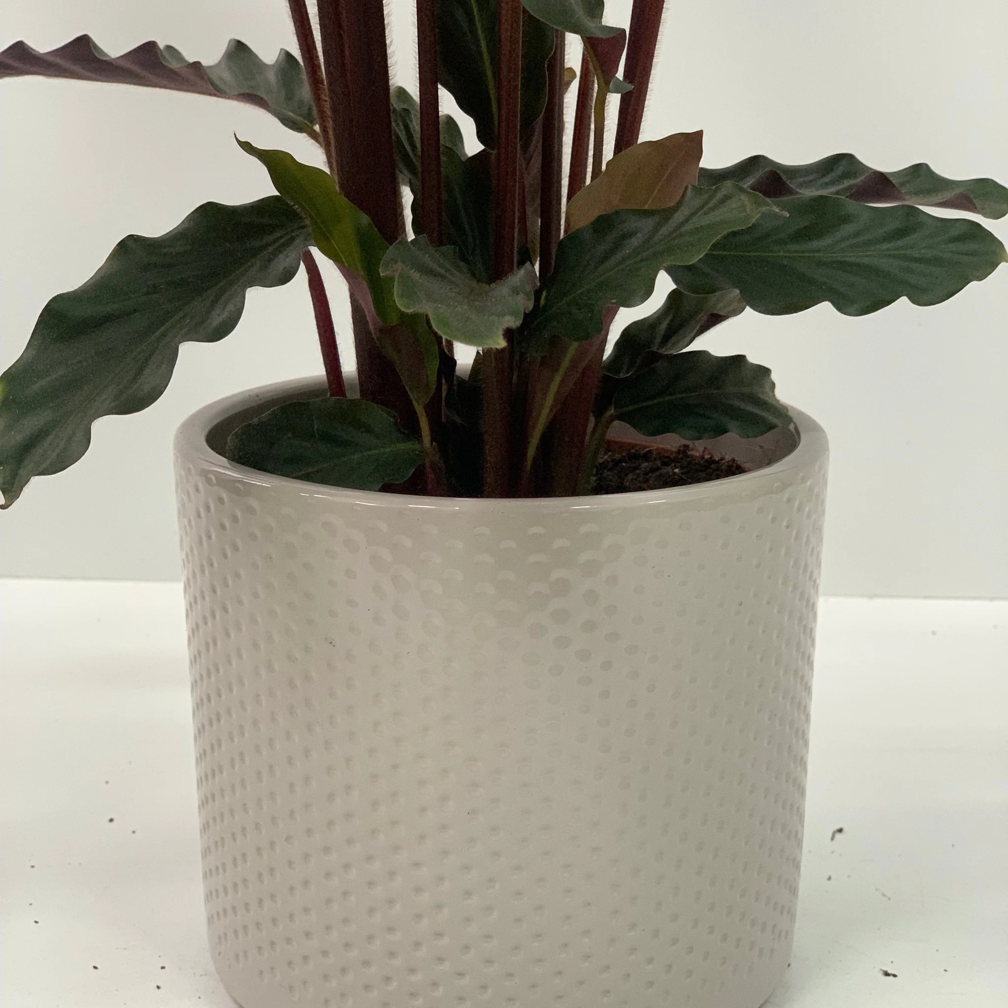 Calathea Tropistar - Image 6