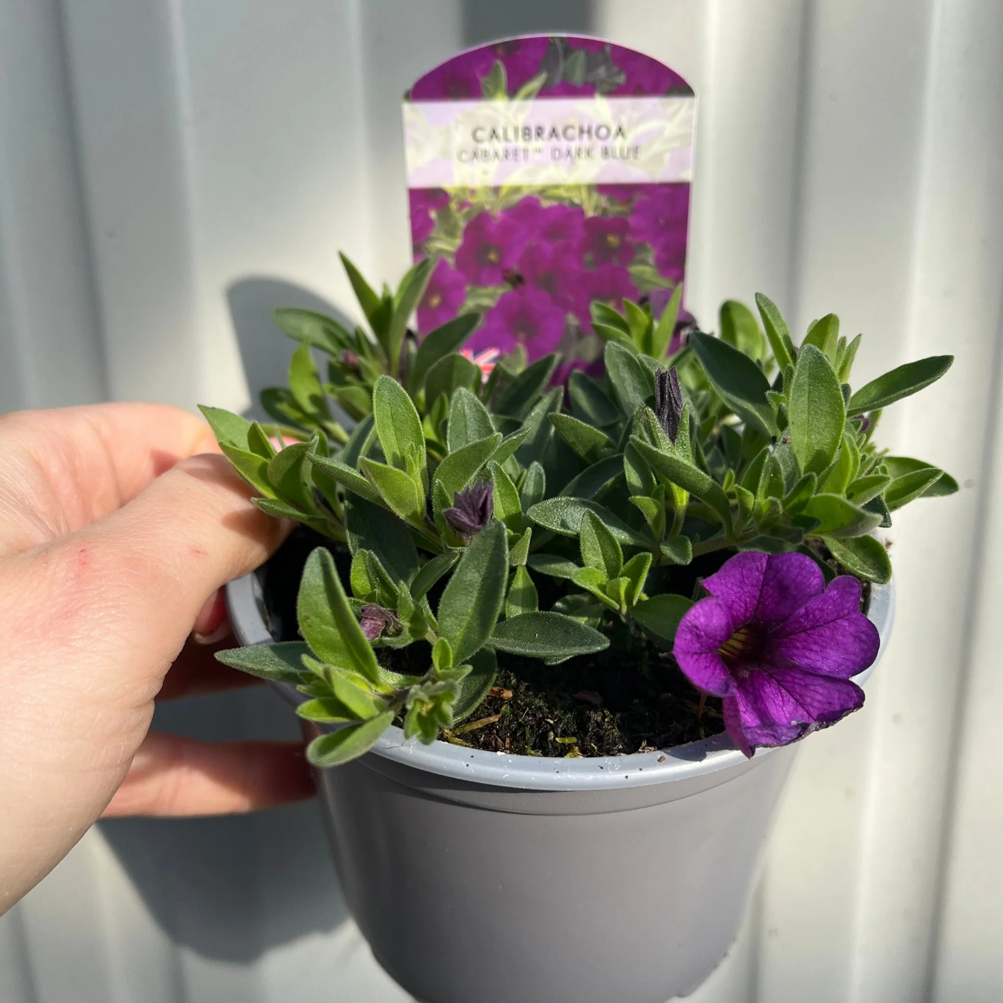 Calibrachoa Purple (Million bells) 9cm Pot - Image 2