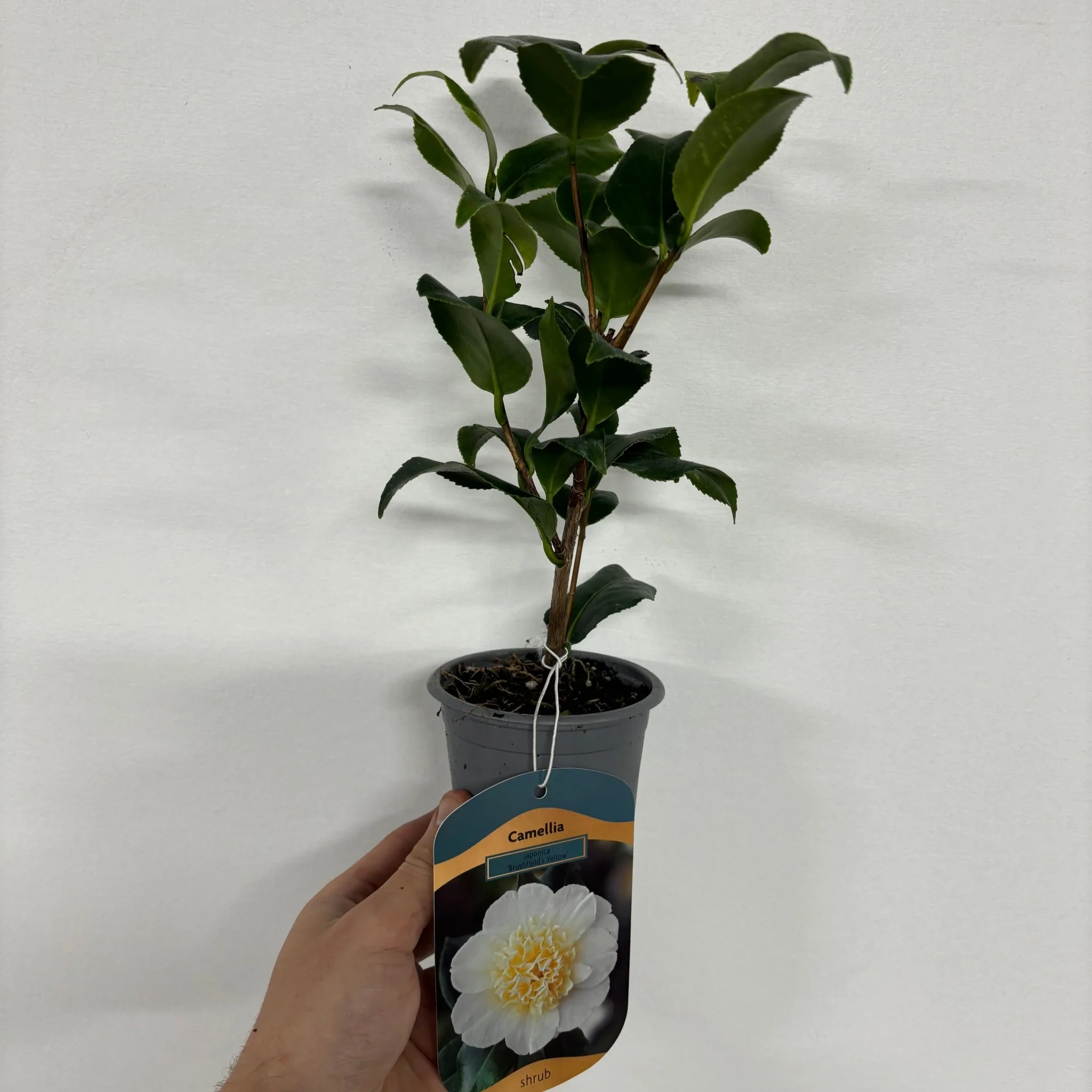 Camellia 'Brushfield's Yellow' 9cm, 20-30cm height - Image 2