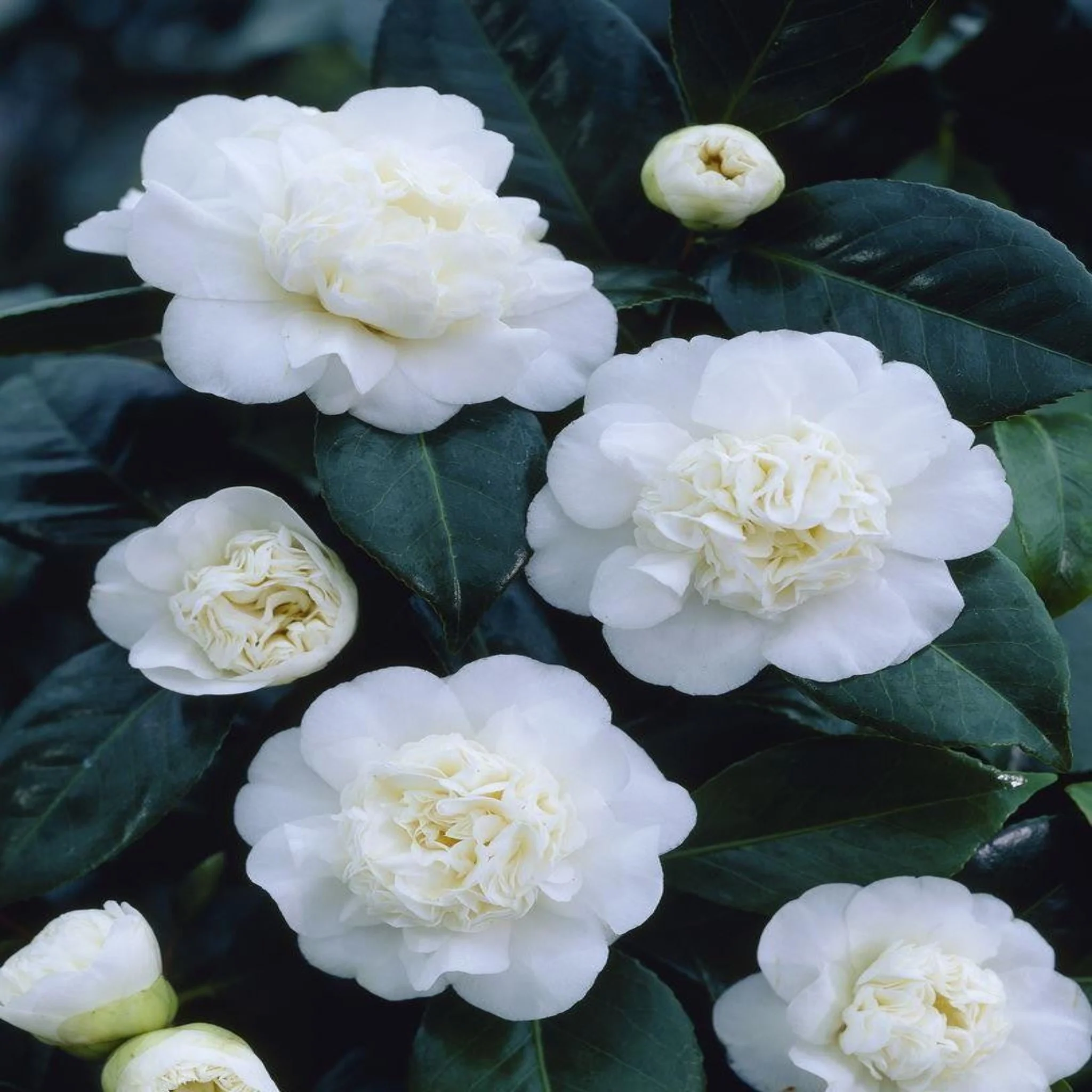 Camellia japonica 'Nobilissima' 9cm, 20-30cm height - Image 2