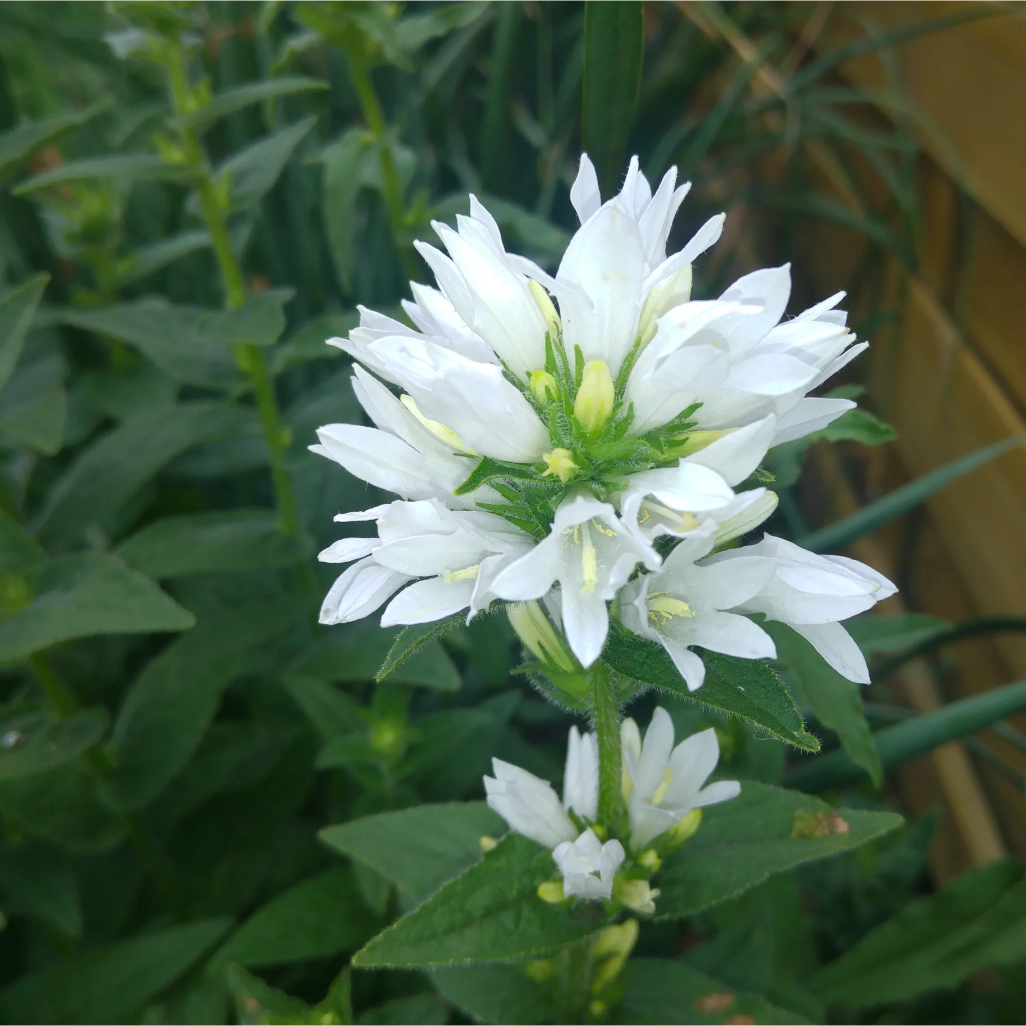Campanula glomerata 'Alba' (White) 9cm/2L - Image 2