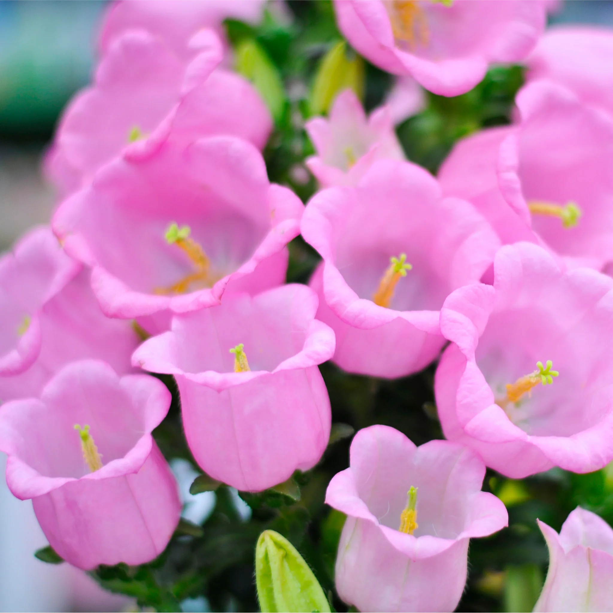 Campanula medium Rose - Canterbury bells 1L - Image 2