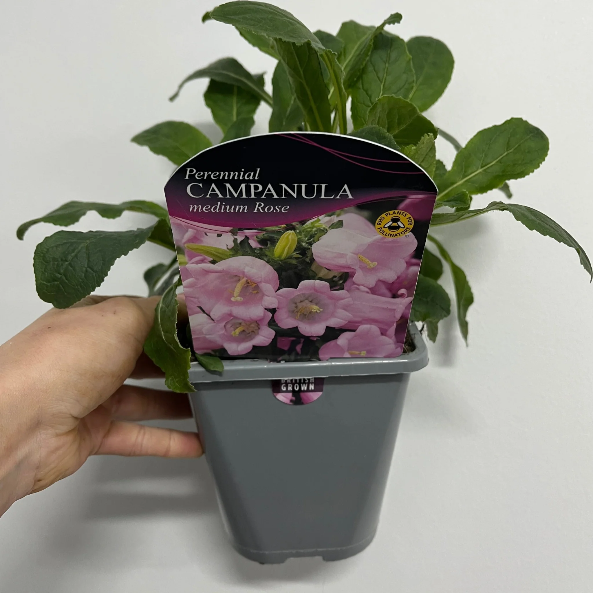 Campanula medium Rose - Canterbury bells 1L - Image 3