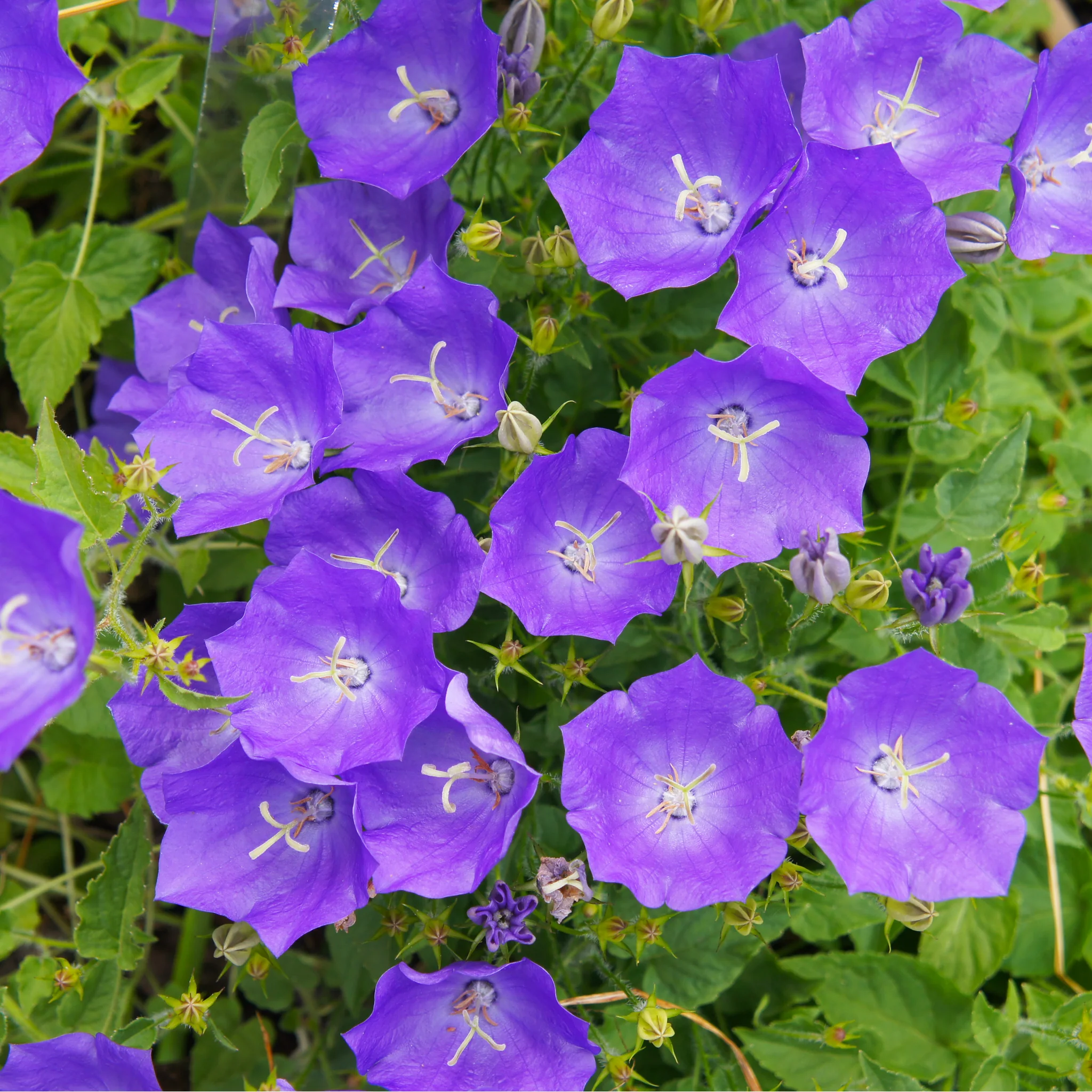 Campanula (Bell Flowerr) Pristar Deep Blue 1.5L