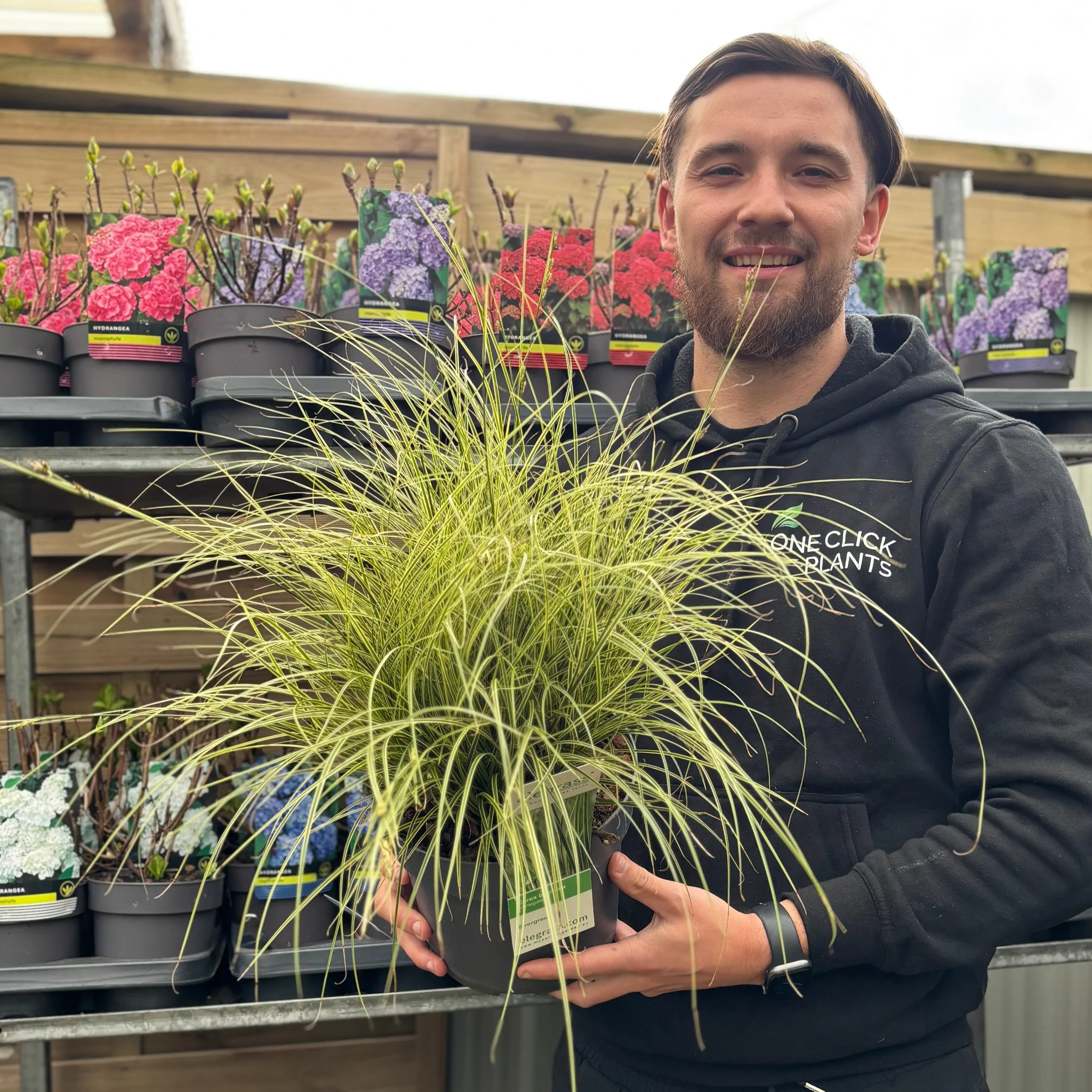 Carex brunnea 'Variegata' 3L - Image 2