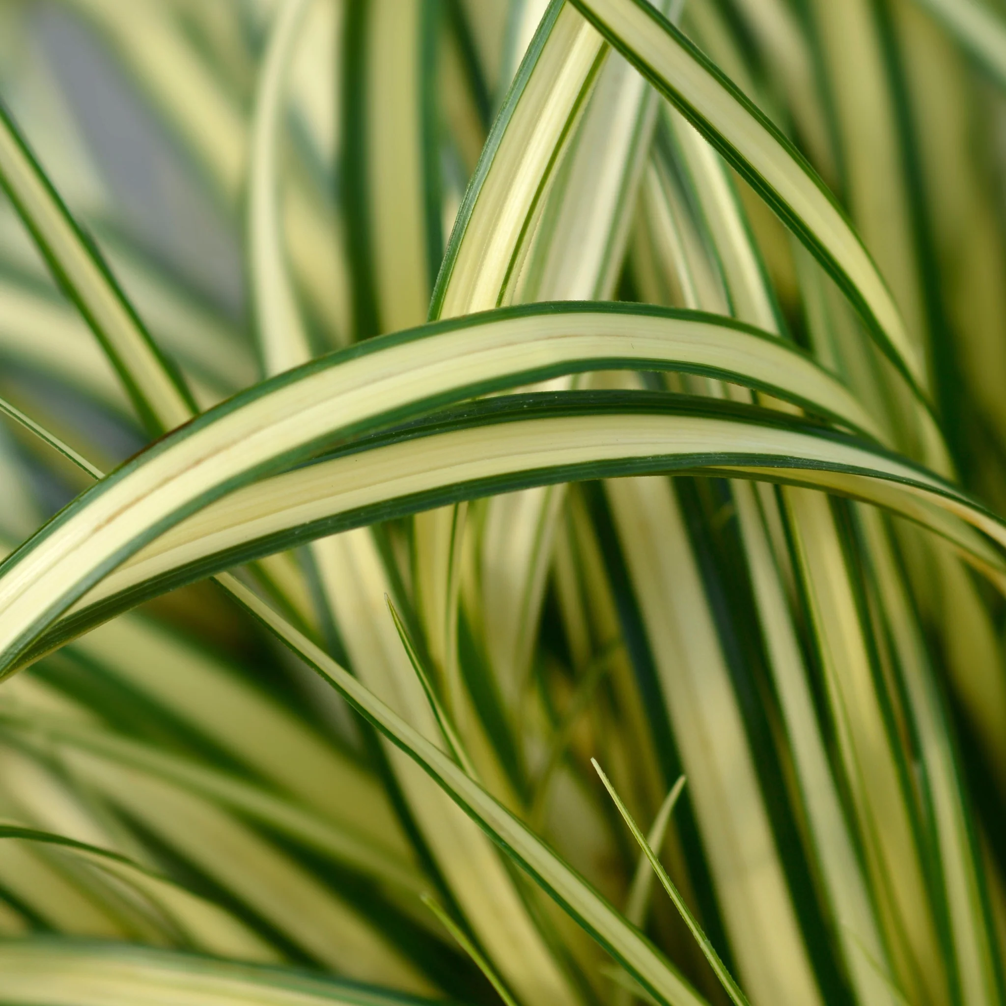 Carex oshimensis 'Evergold' Grass 8cm / 1L / 2L / 3L - Image 4