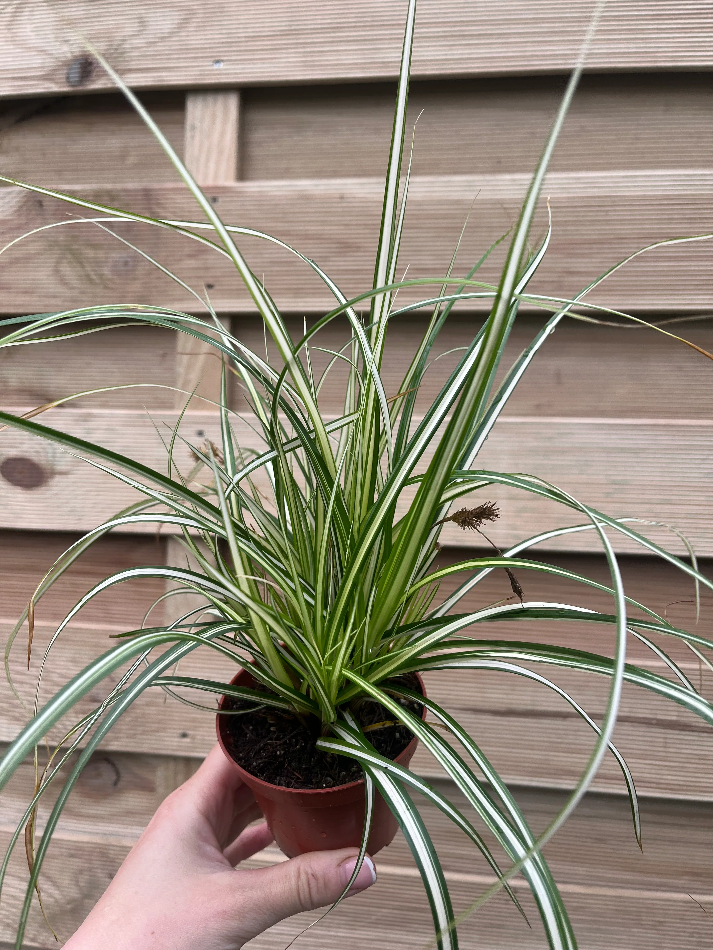 Carex oshimensis 'Evergold' Grass 8cm / 1L / 2L / 3L - Image 7