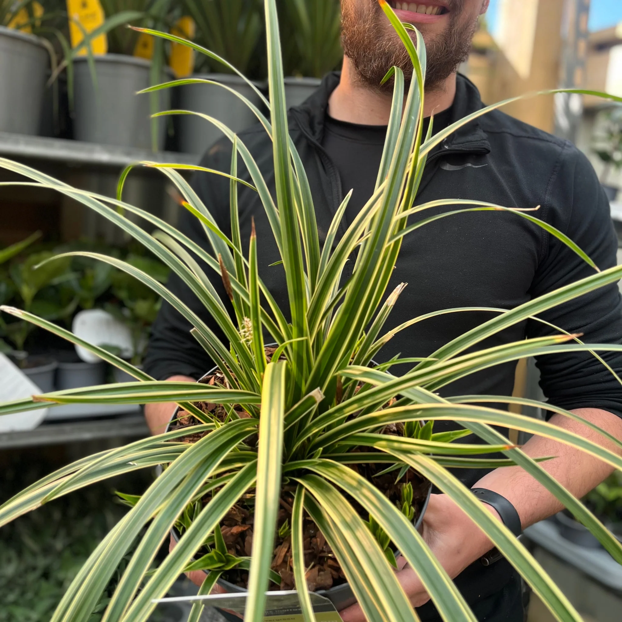 Carex morrowii 'Ice Dance' 3L - Image 2