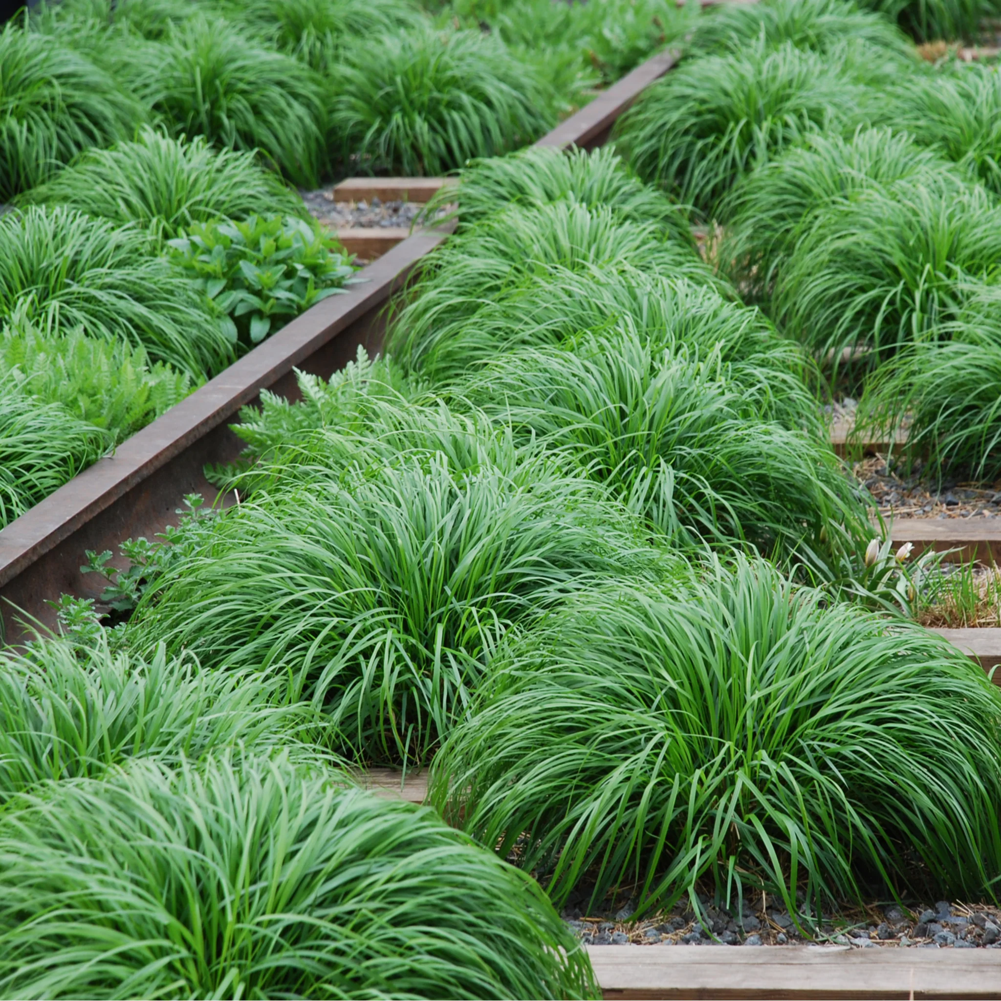 Carex oshimensis 'Irish Green' 2L / 3L - Image 5