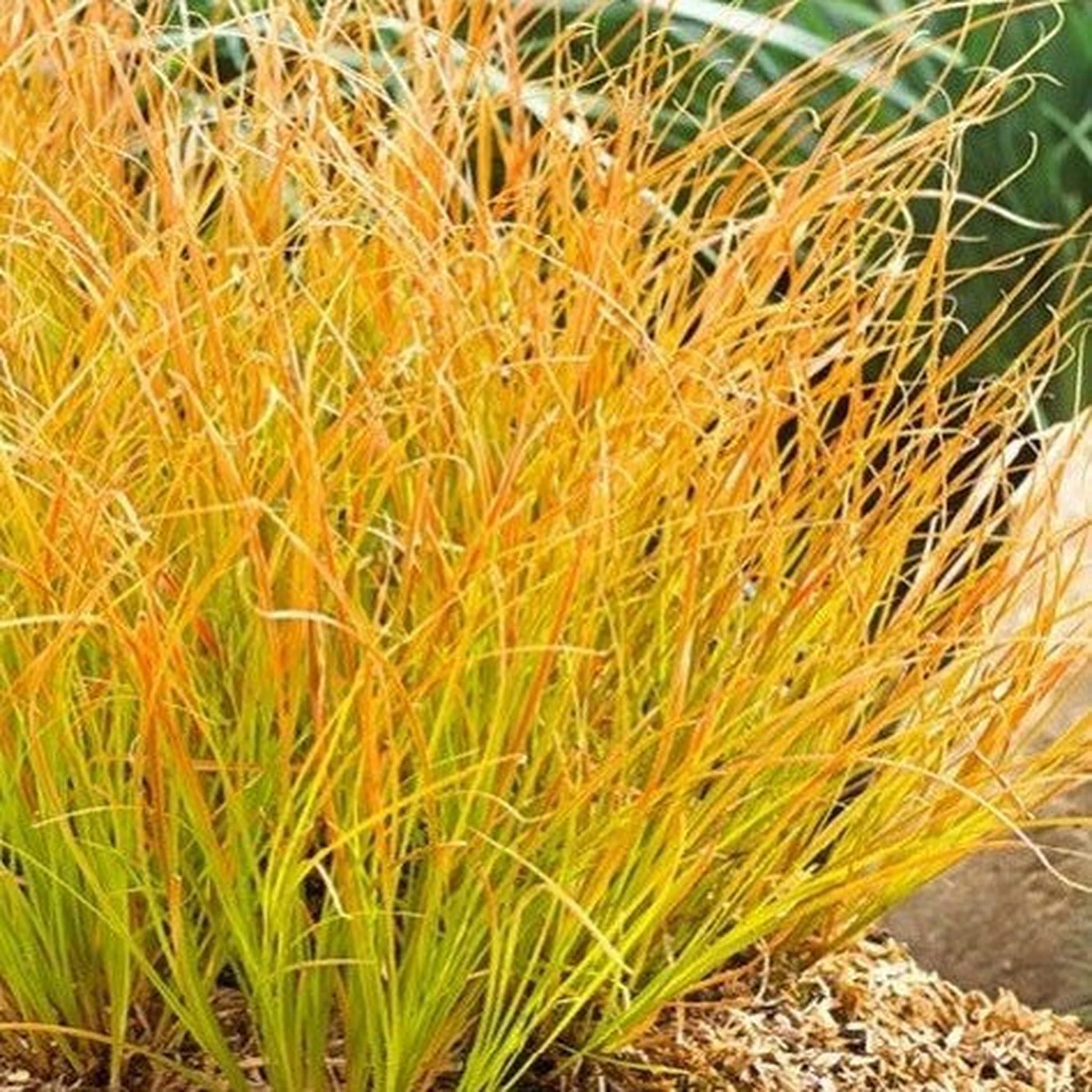 Carex testacea 'Prairie Fire' Grass 3L - Image 2