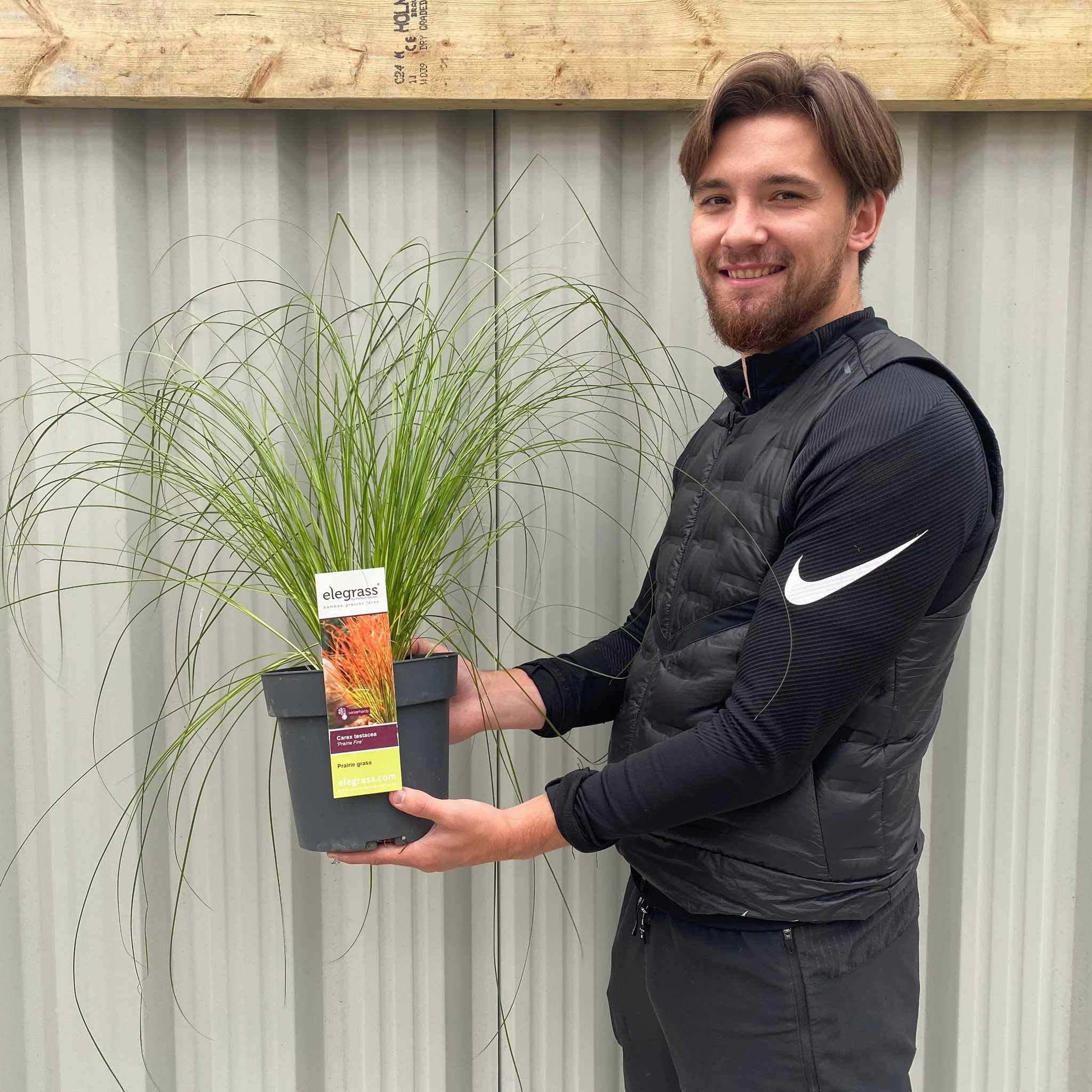 Carex testacea 'Prairie Fire' Grass 3L - Image 3